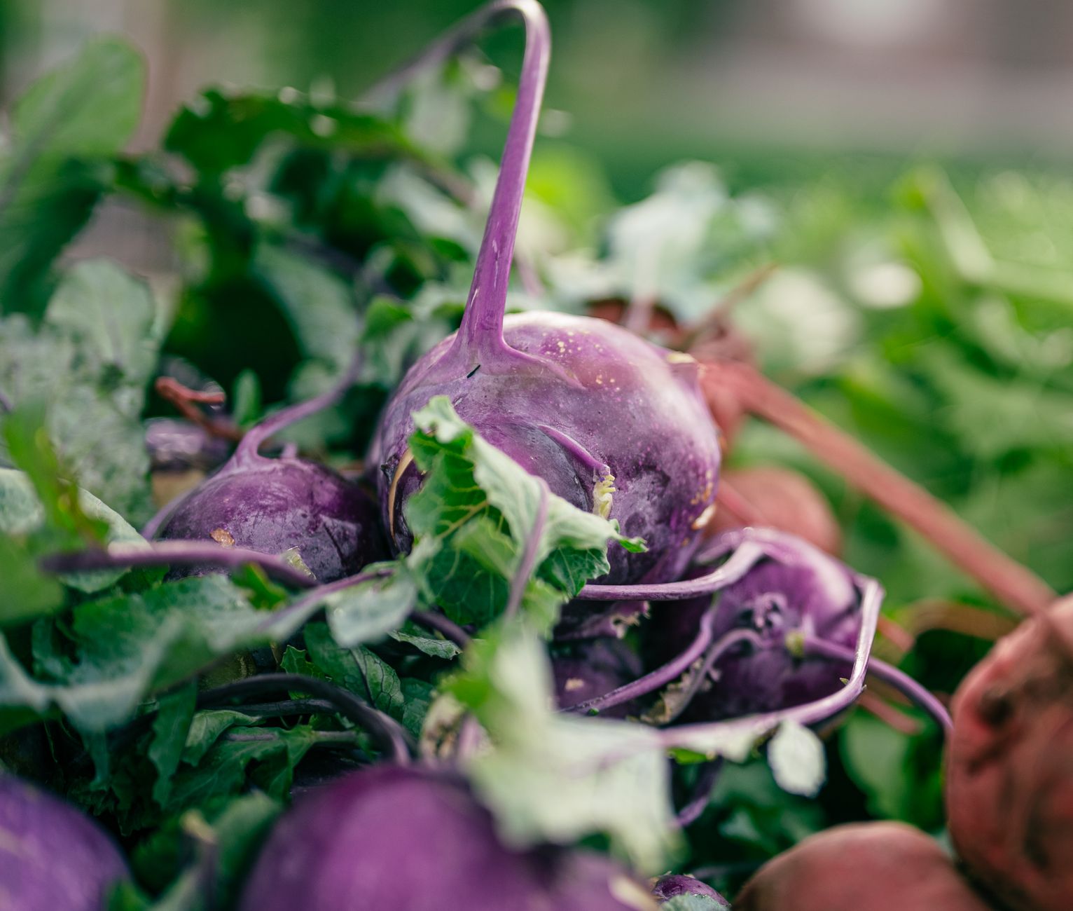 Close-up of fresh purple kohlrabi with leaves, showcasing organic produce at a market.