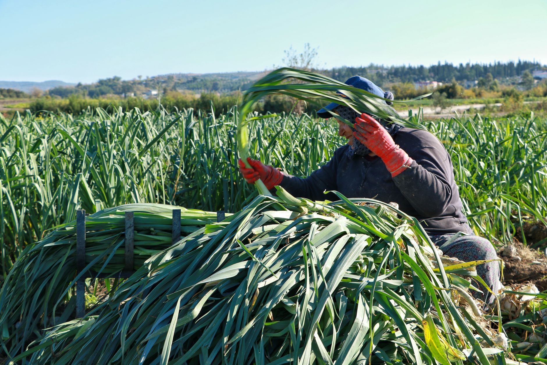 A farmer harvests leeks in a sunlit field, demonstrating agricultural work during daylight.
