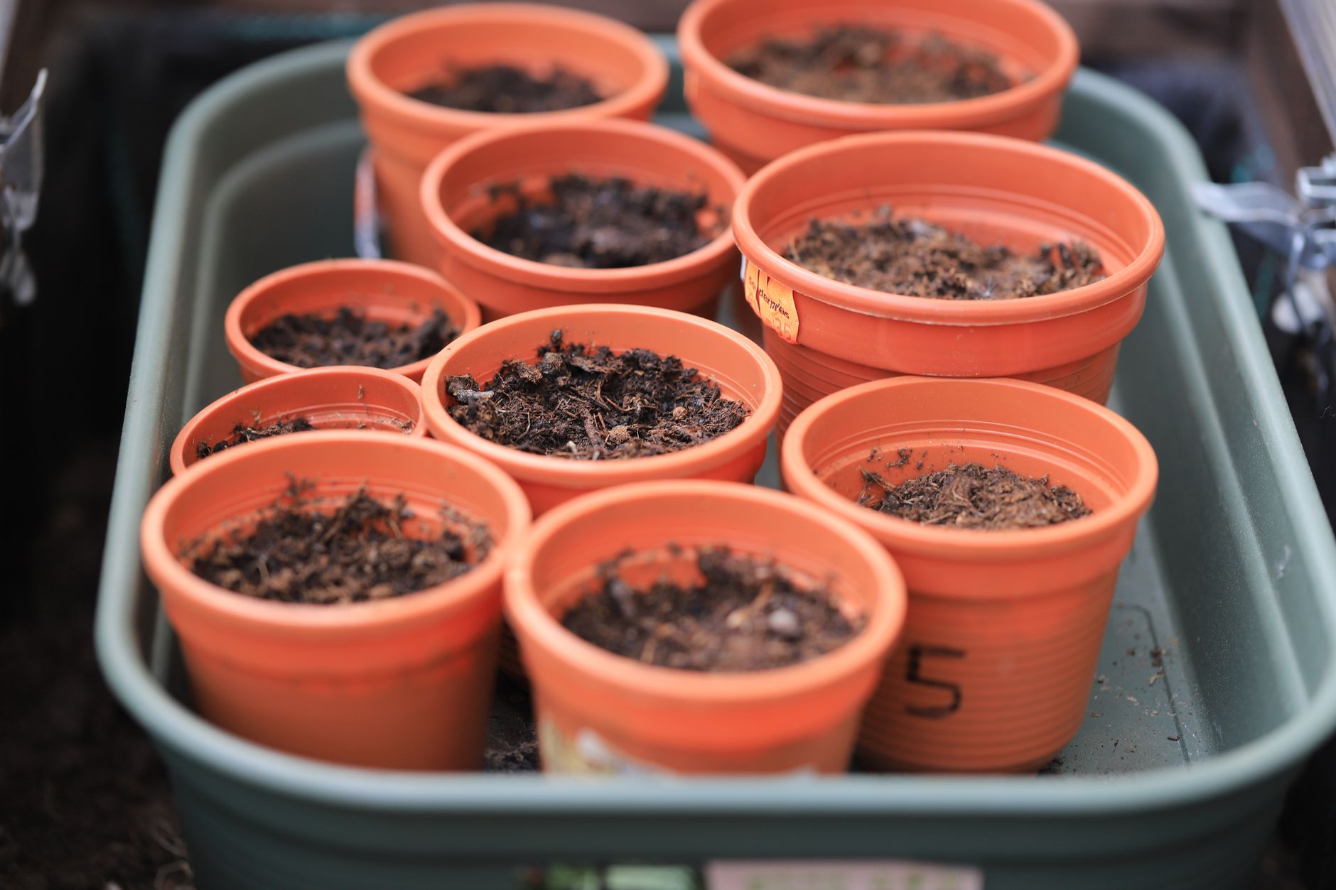Best soil for orange trees in pots
