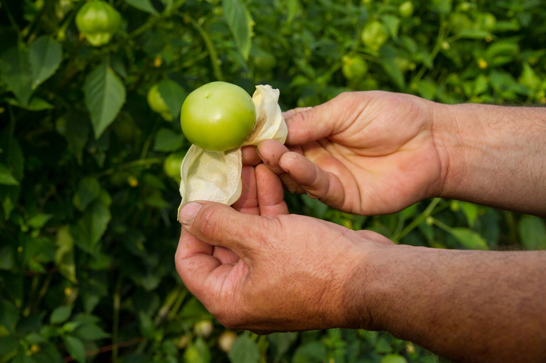 Best soil for tomatillos