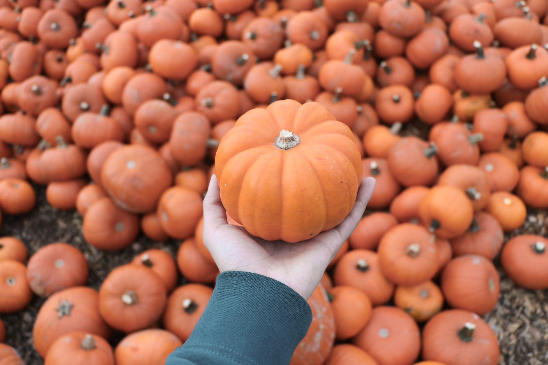 Best time to go pumpkin picking