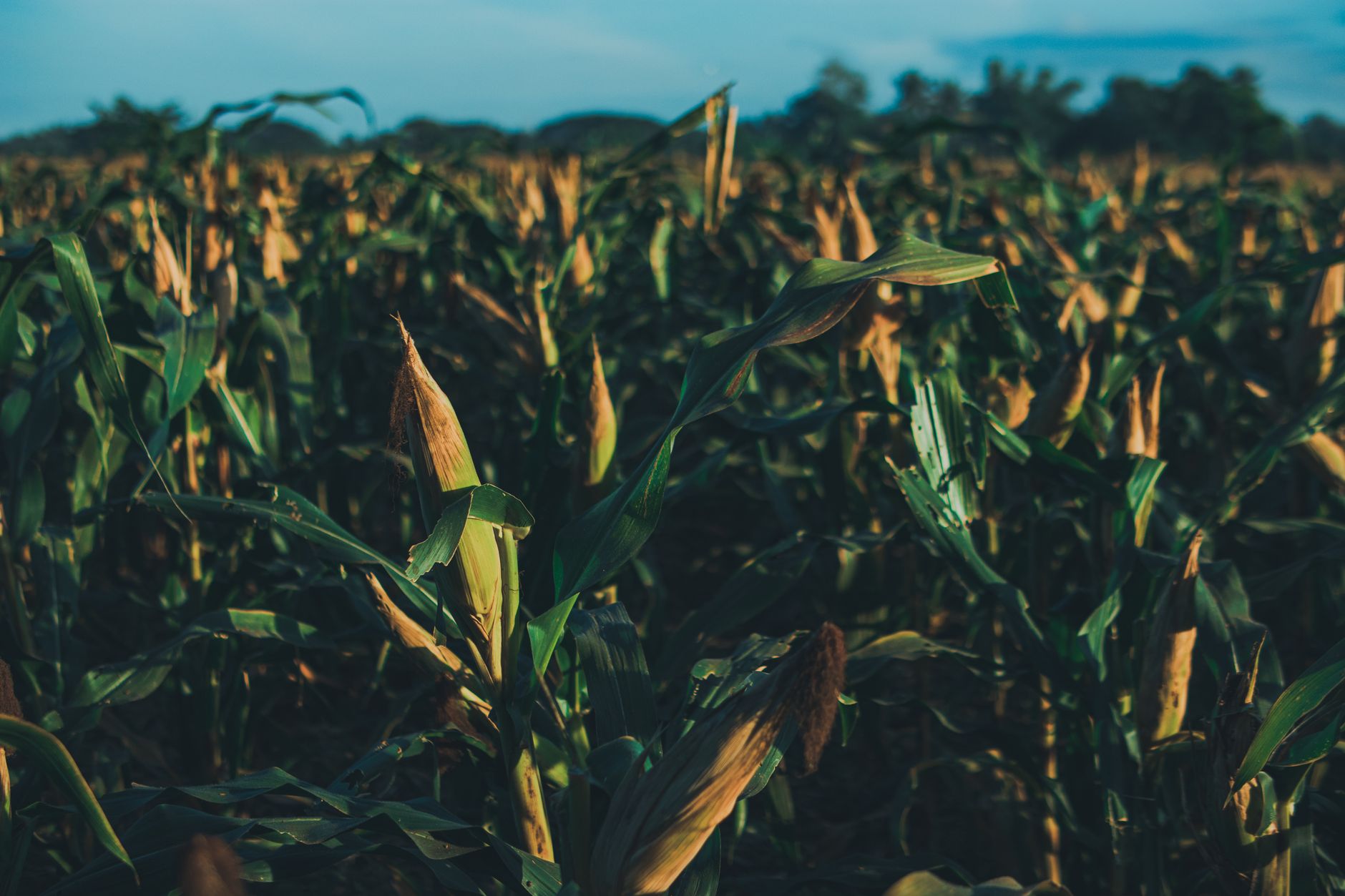 Best time to plant corn in mississippi