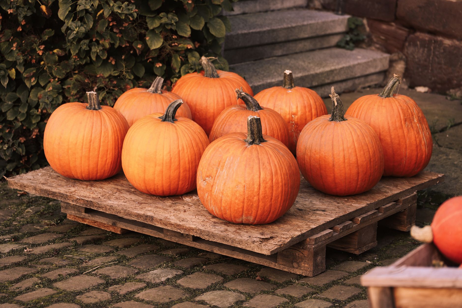 A rustic display of fresh pumpkins on a wooden pallet, perfect for autumn decorations.