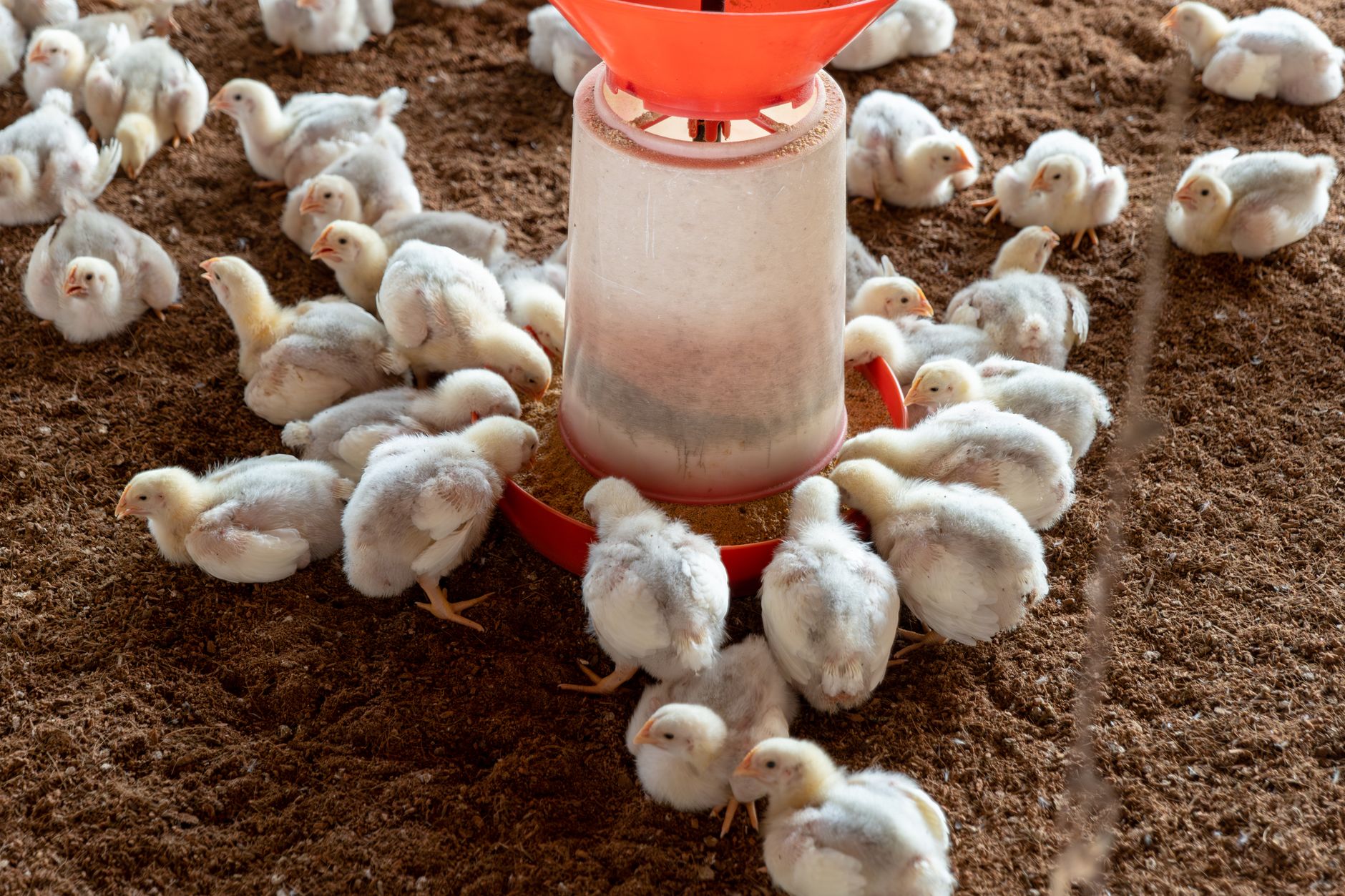 Best way to start raising chickens