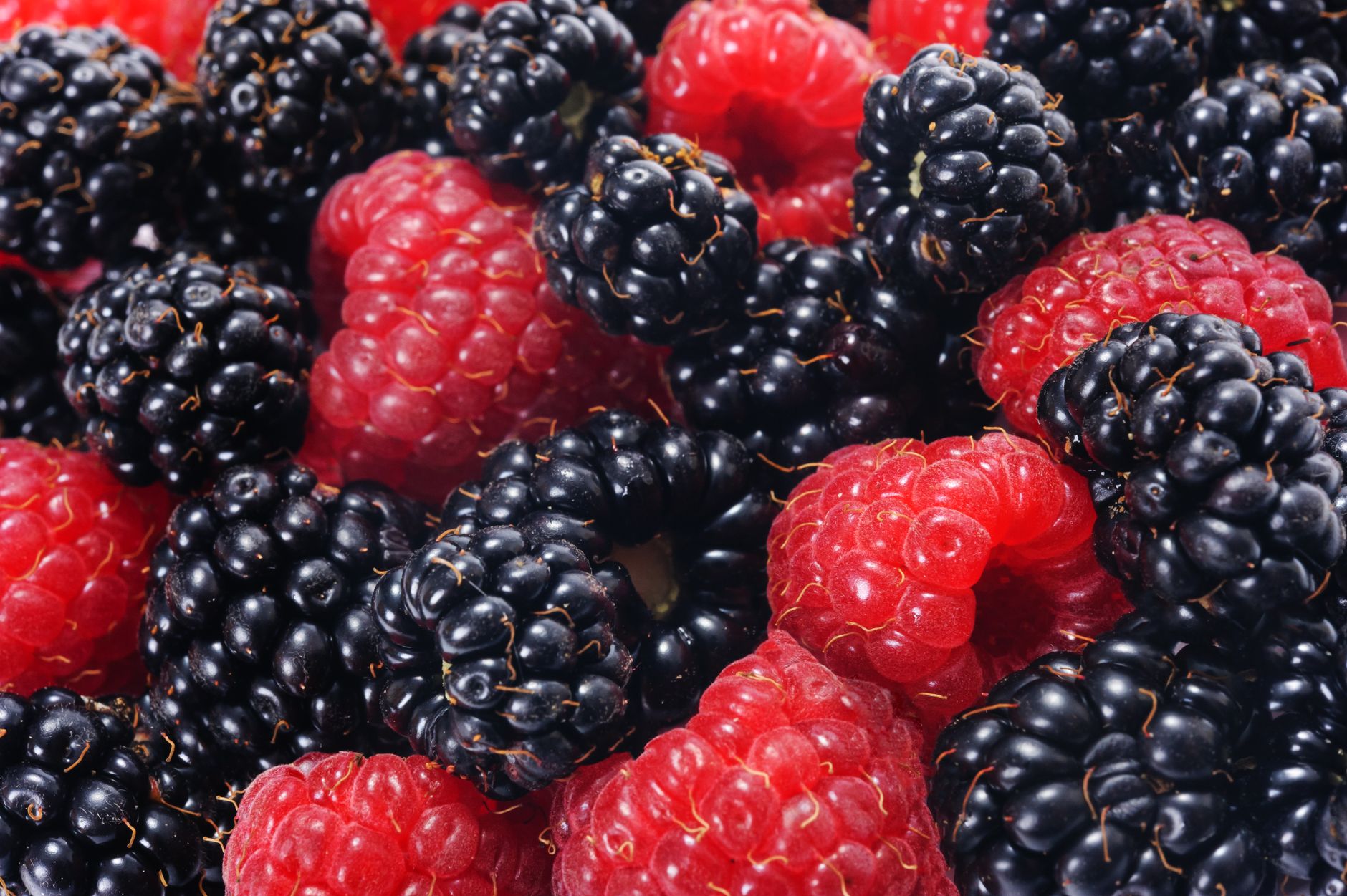 Blackberries vs black raspberries