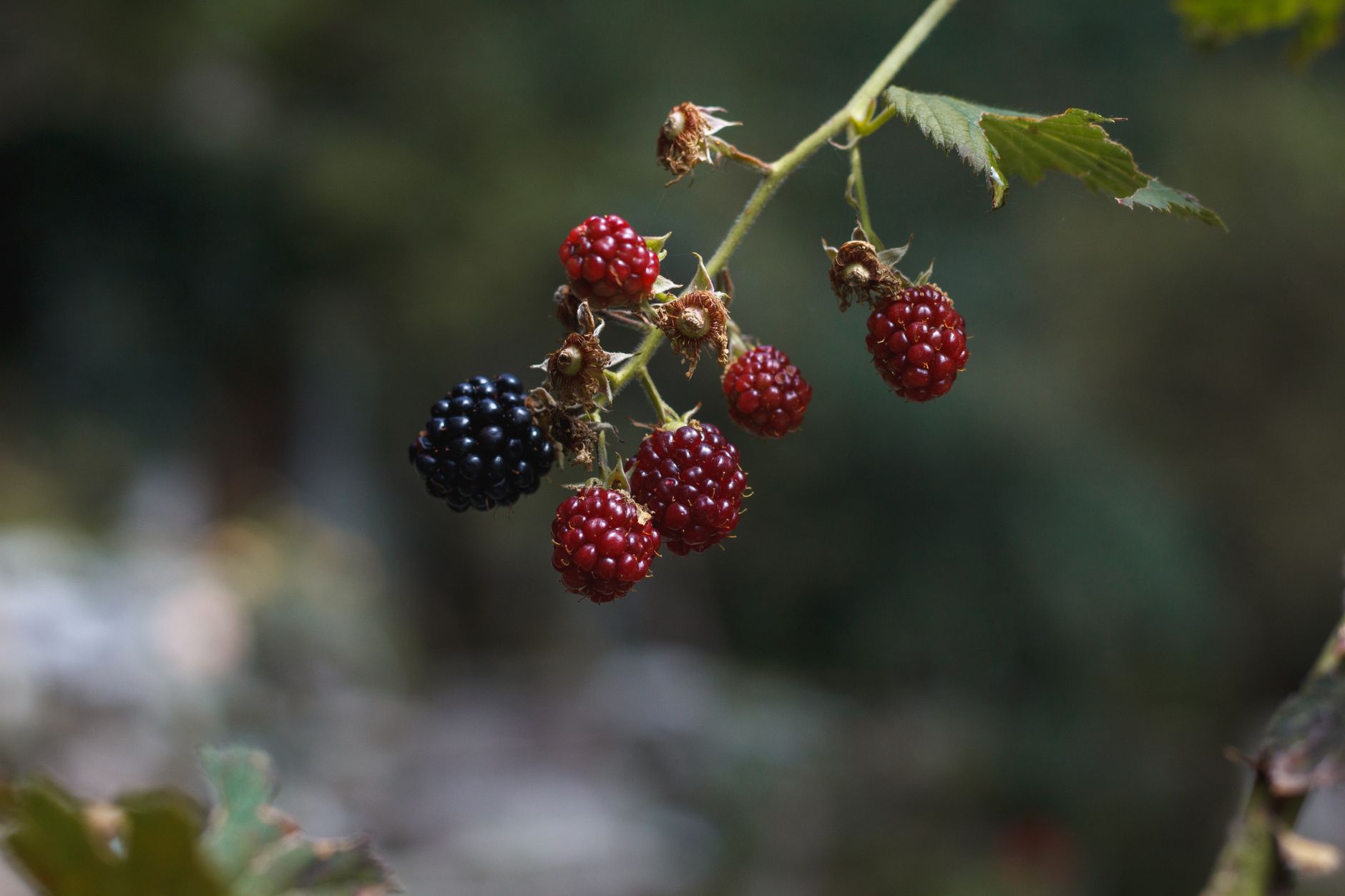 Blackberries vs fragole