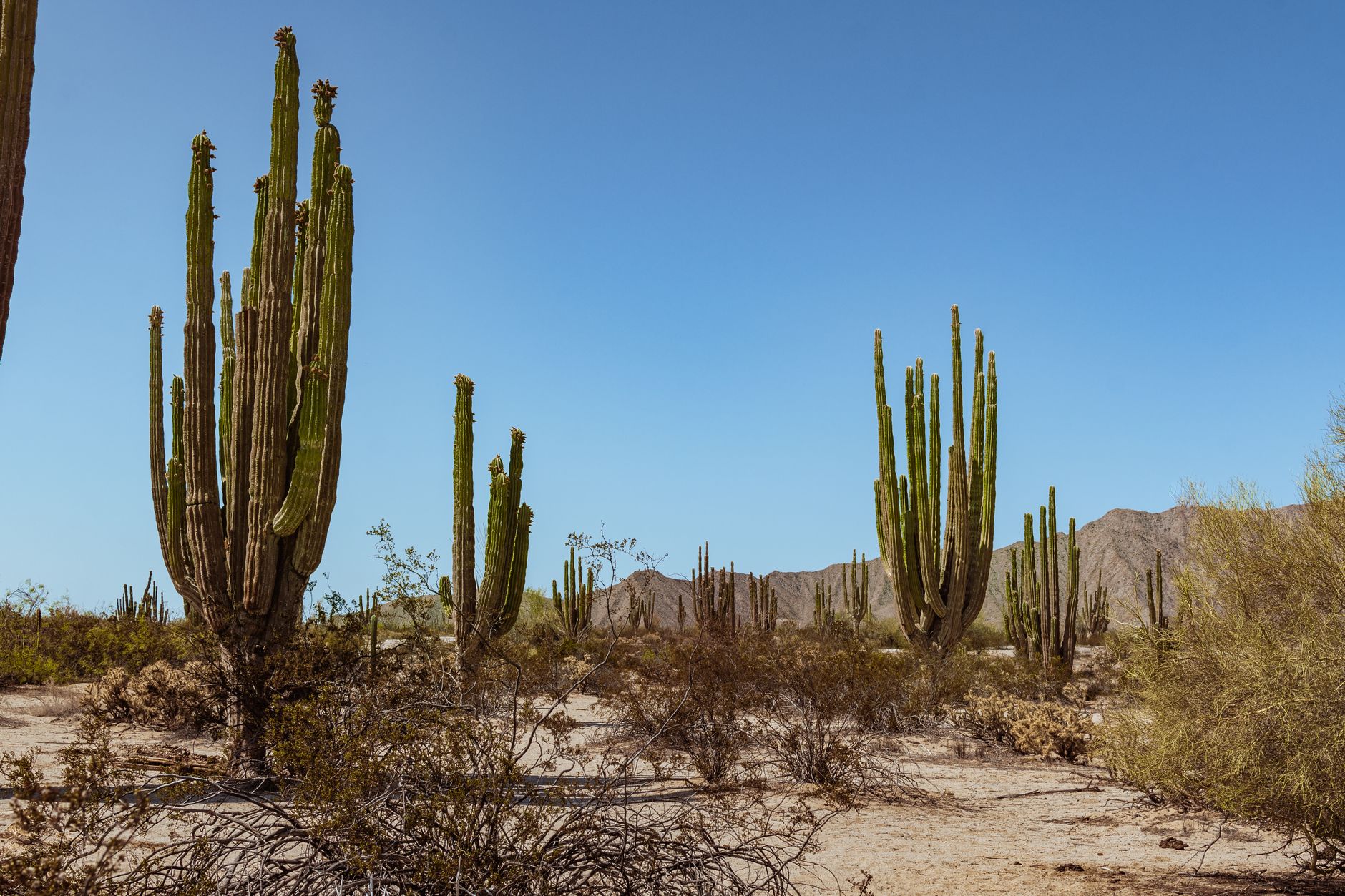Cardon vs saguaro