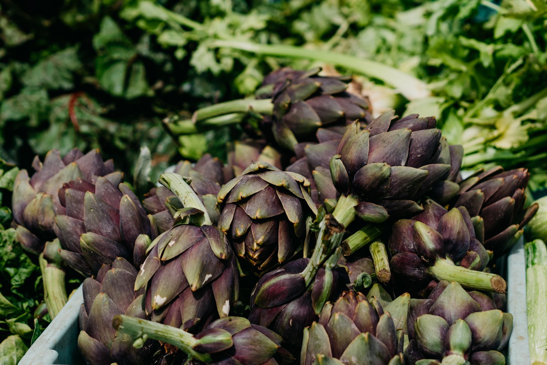 Cardoon vs artichoke