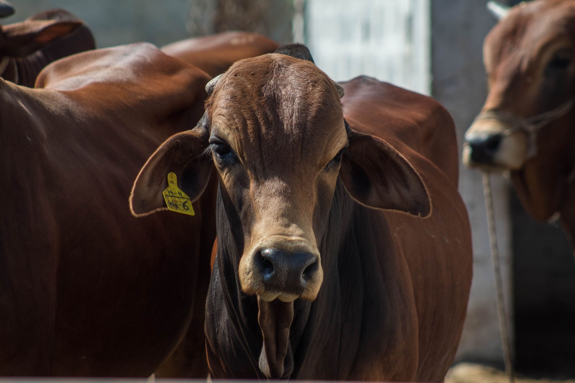 Cattle farming for beginners