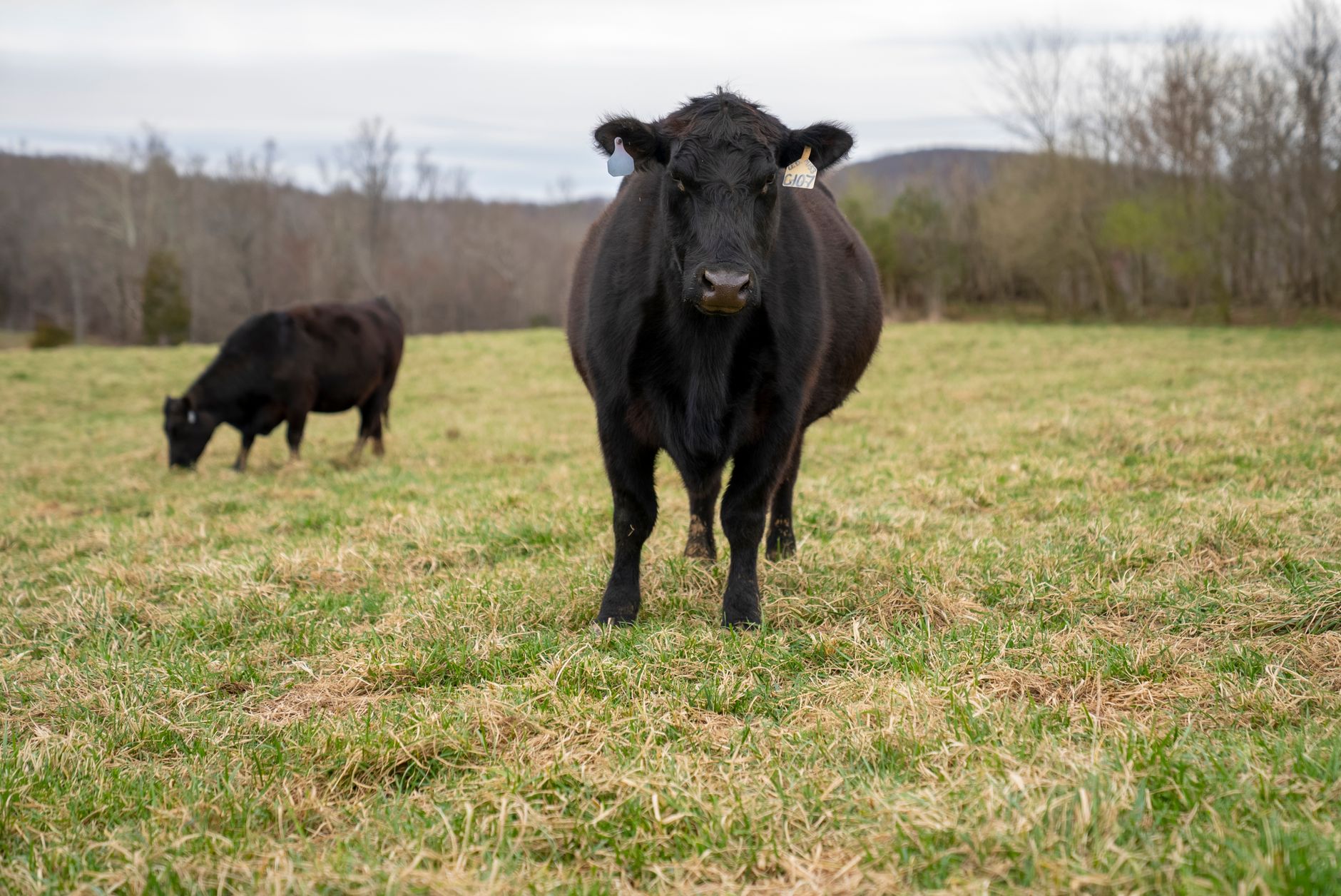 Cattle for beginners