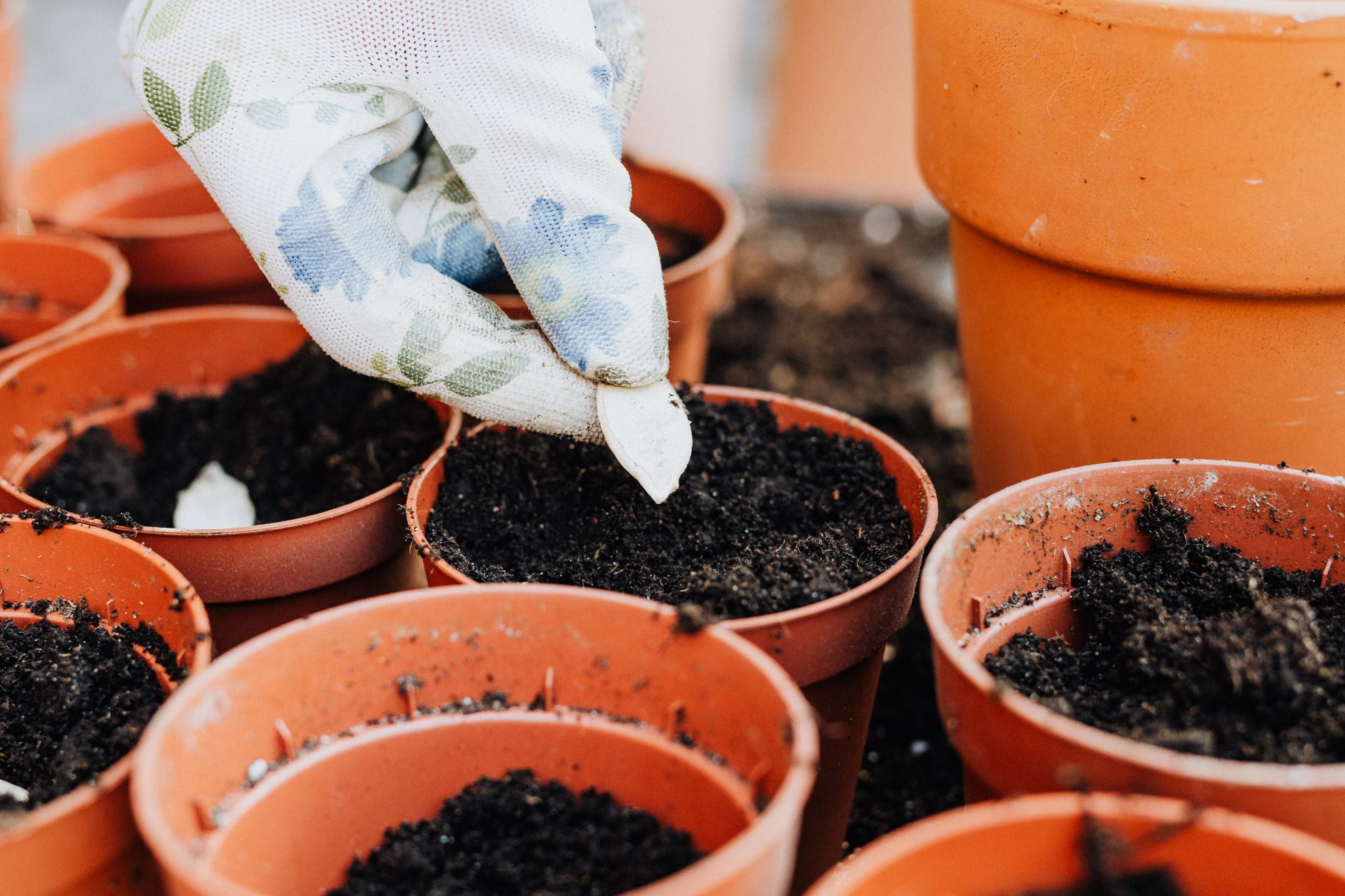 Companion planting for beginners