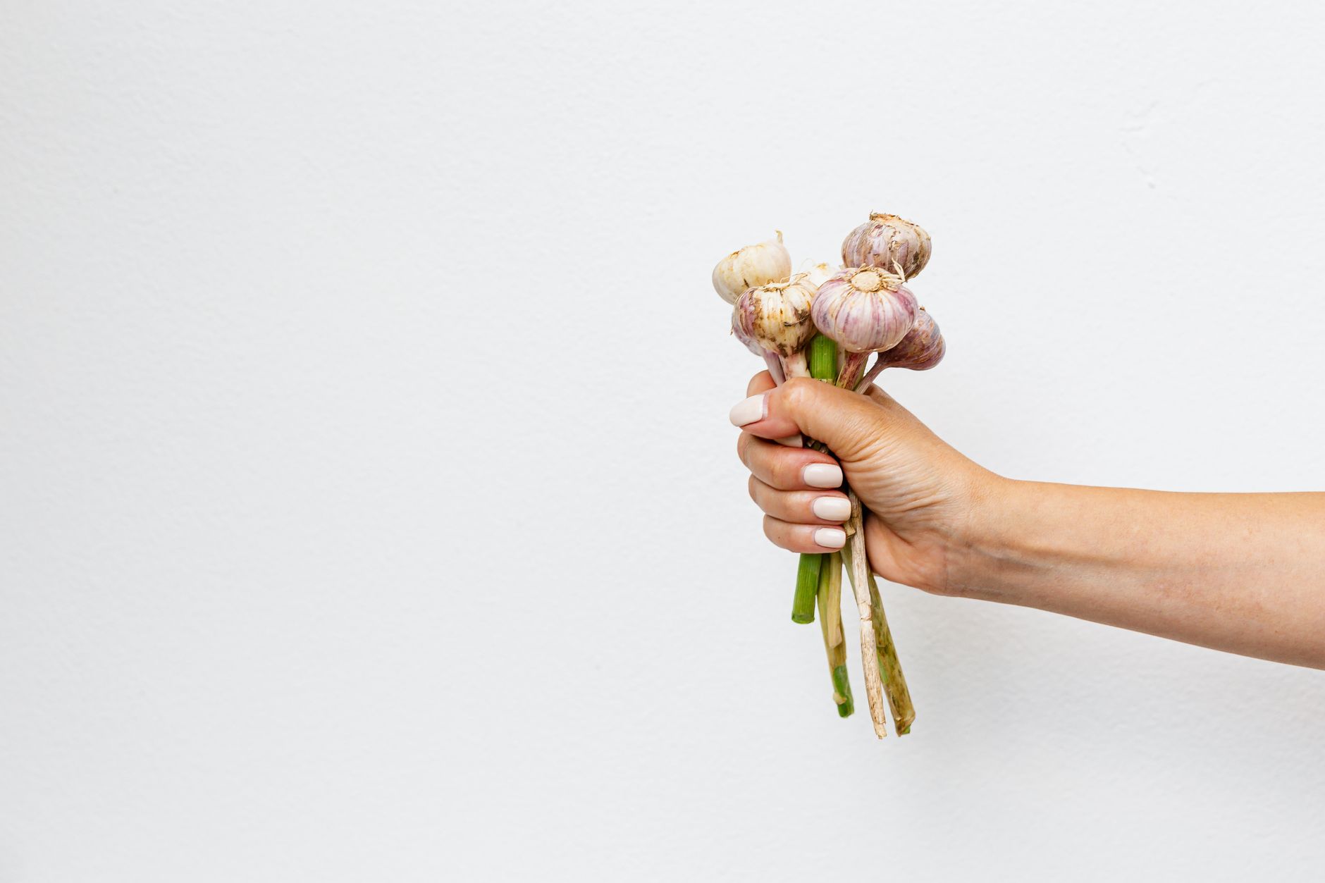Garlic gardening for beginners