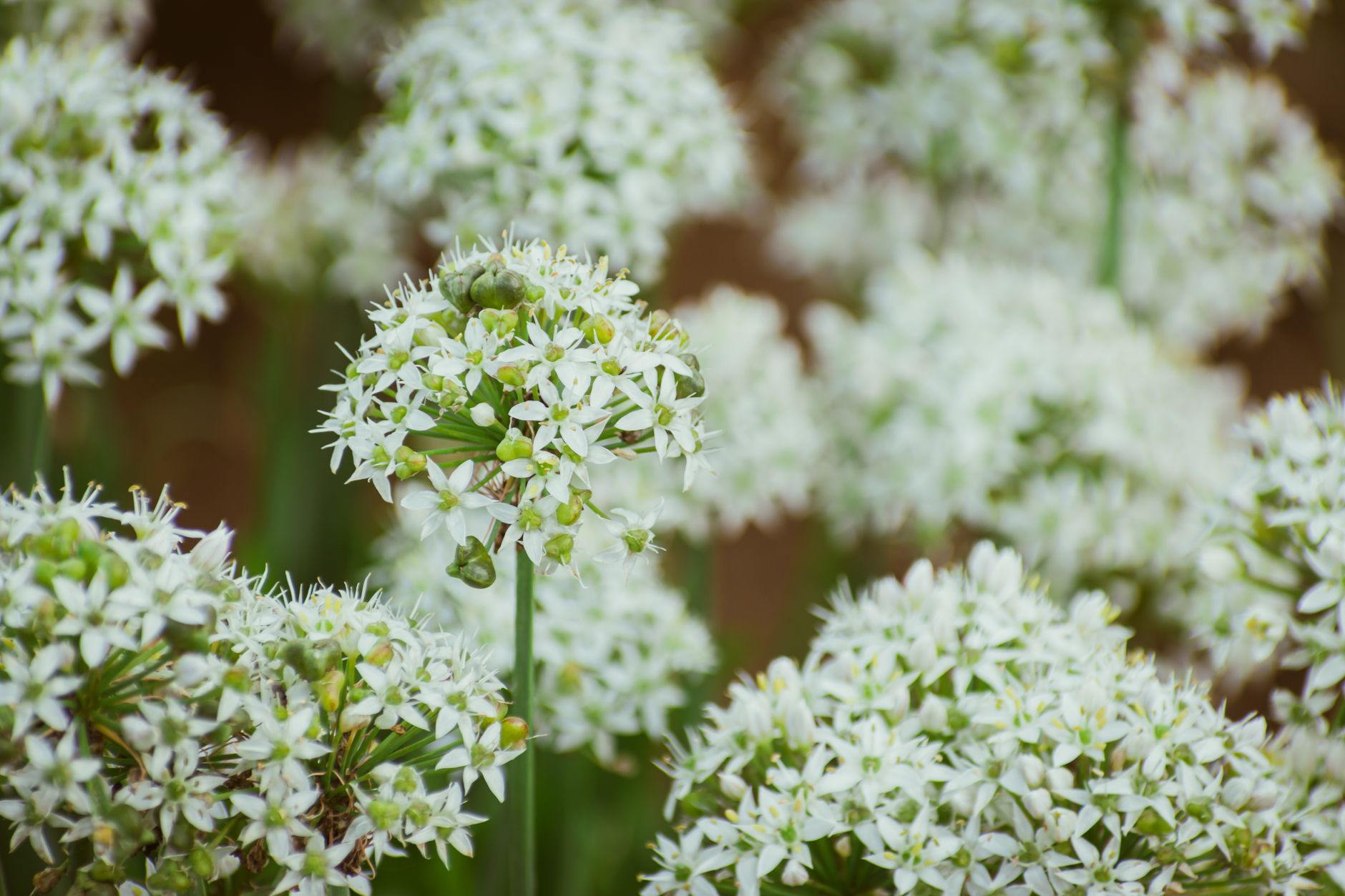 Garlic vs chives