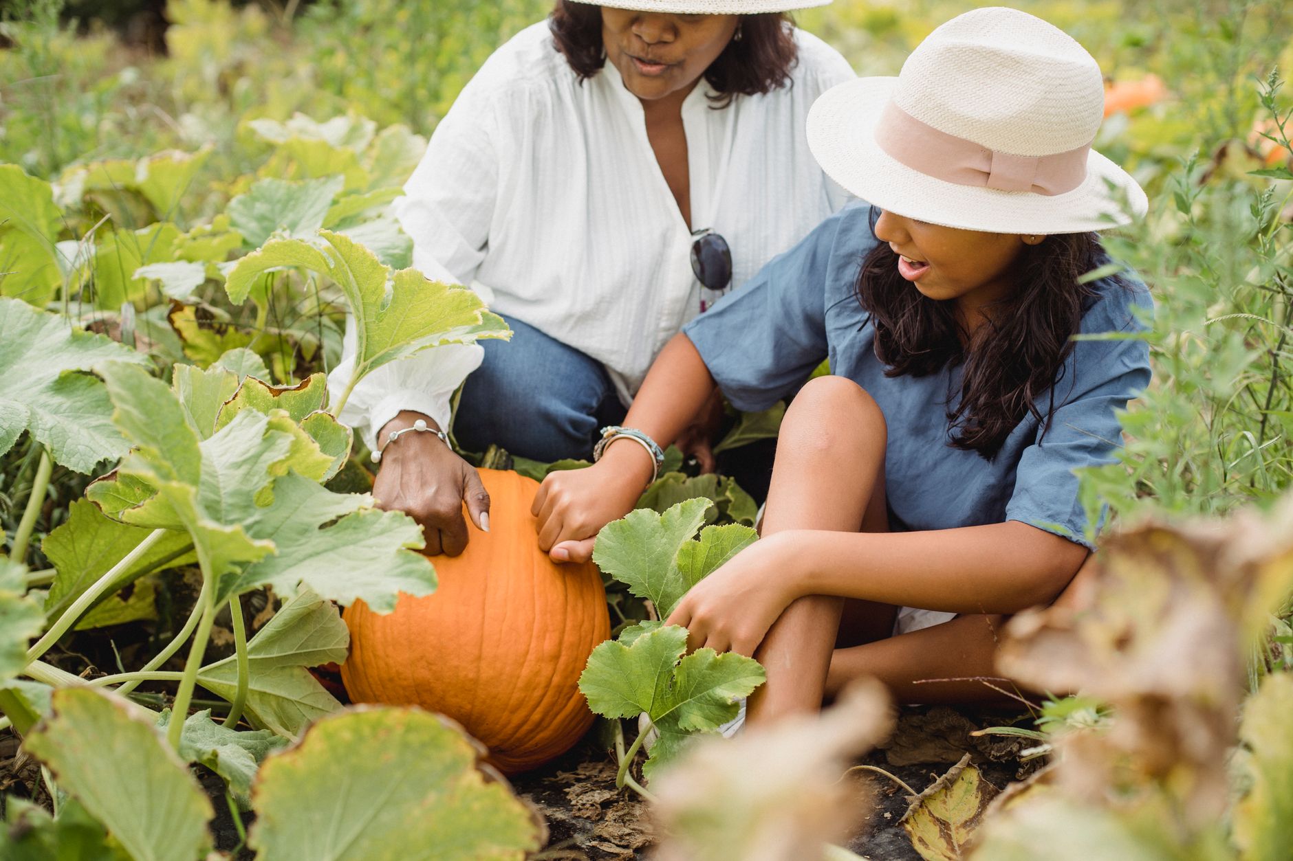 Growing a pumpkin patch