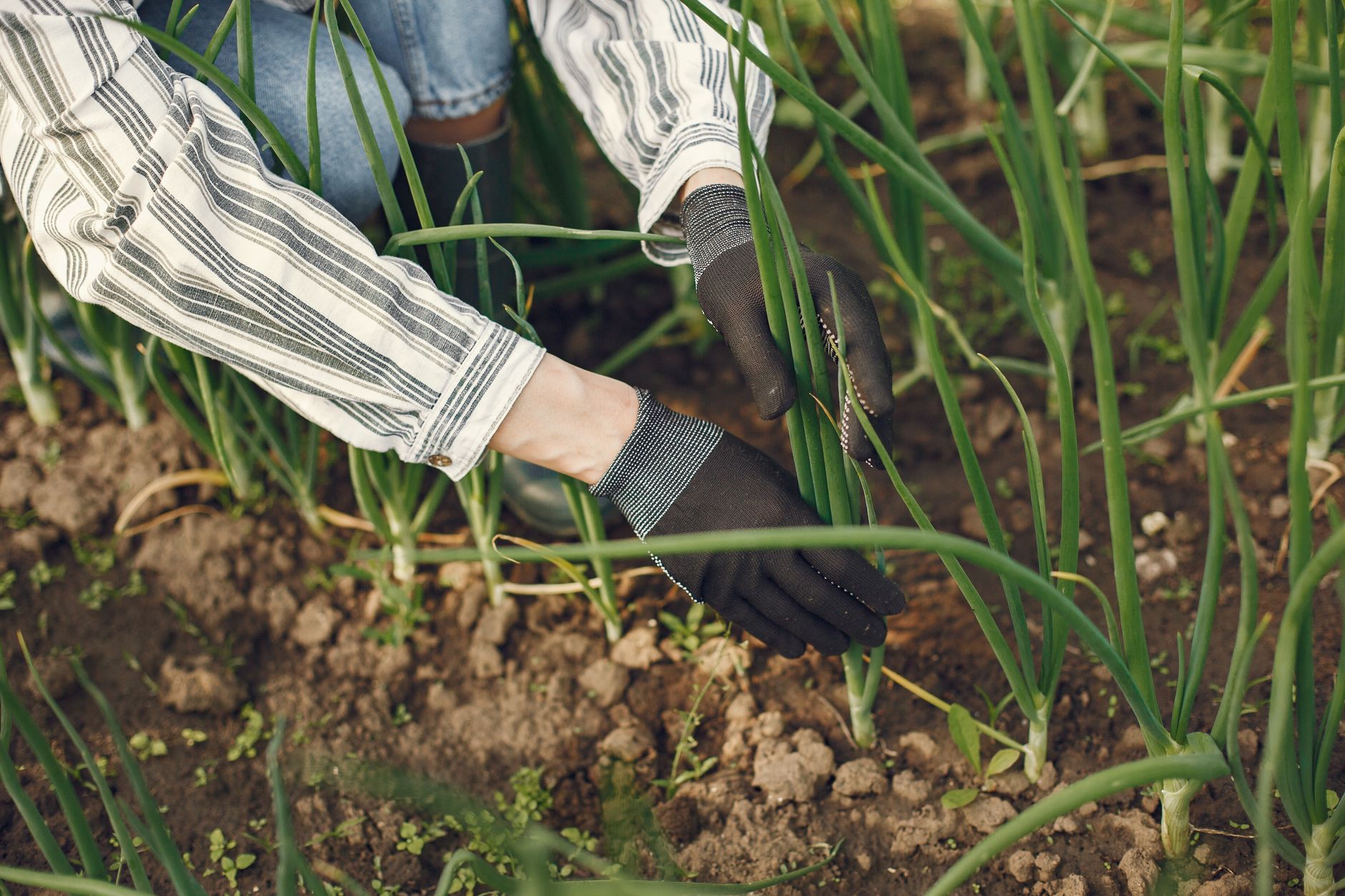 Growing onions for beginners