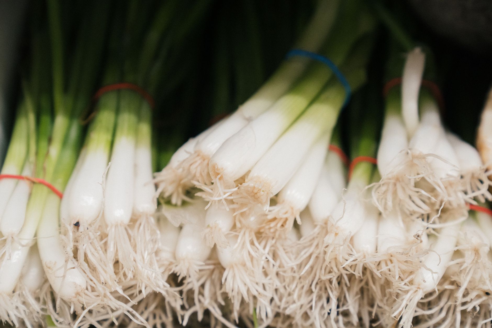 Growing scallions from bulbs