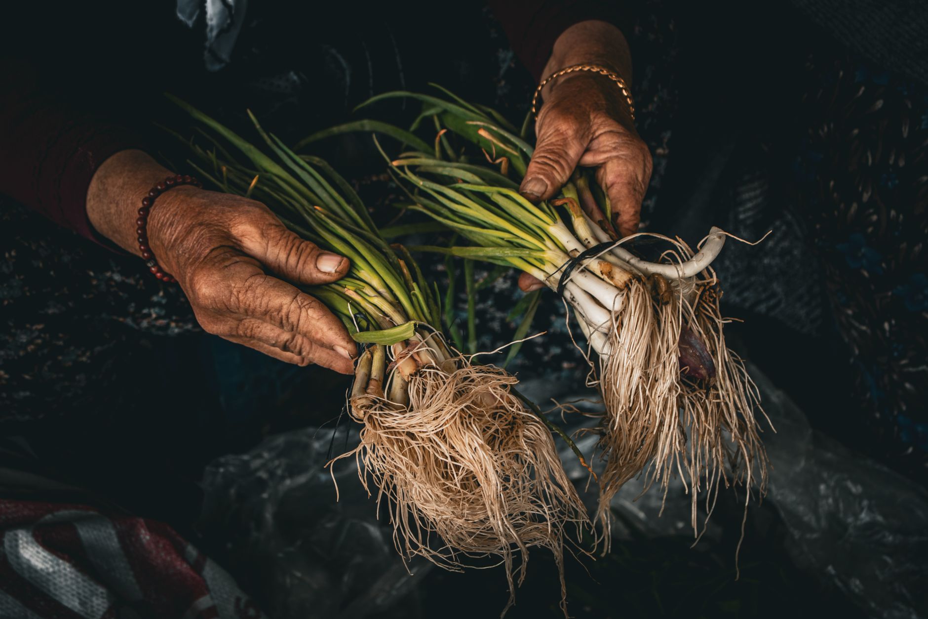 Growing scallions from roots