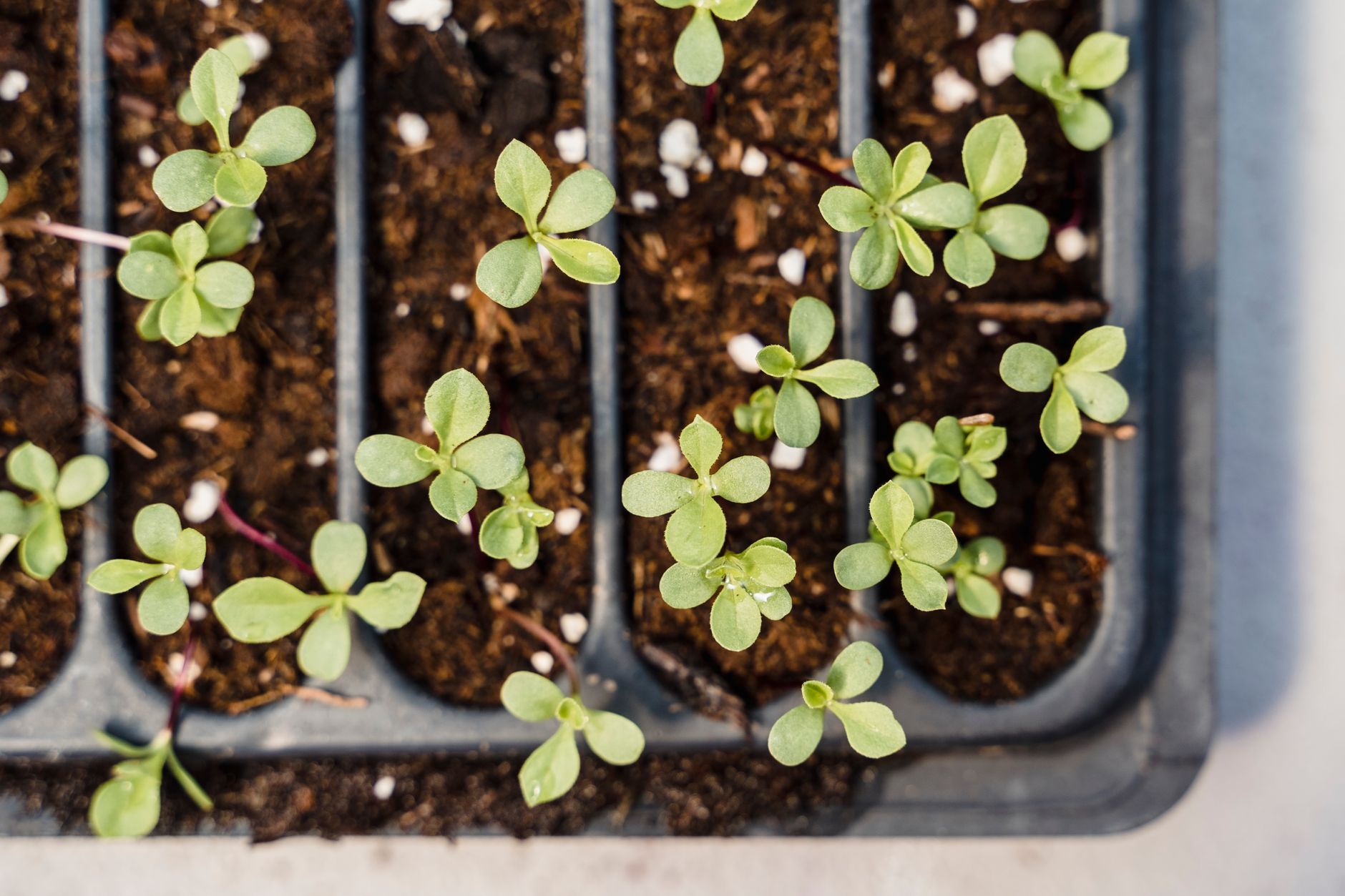 Growing scallions from seed