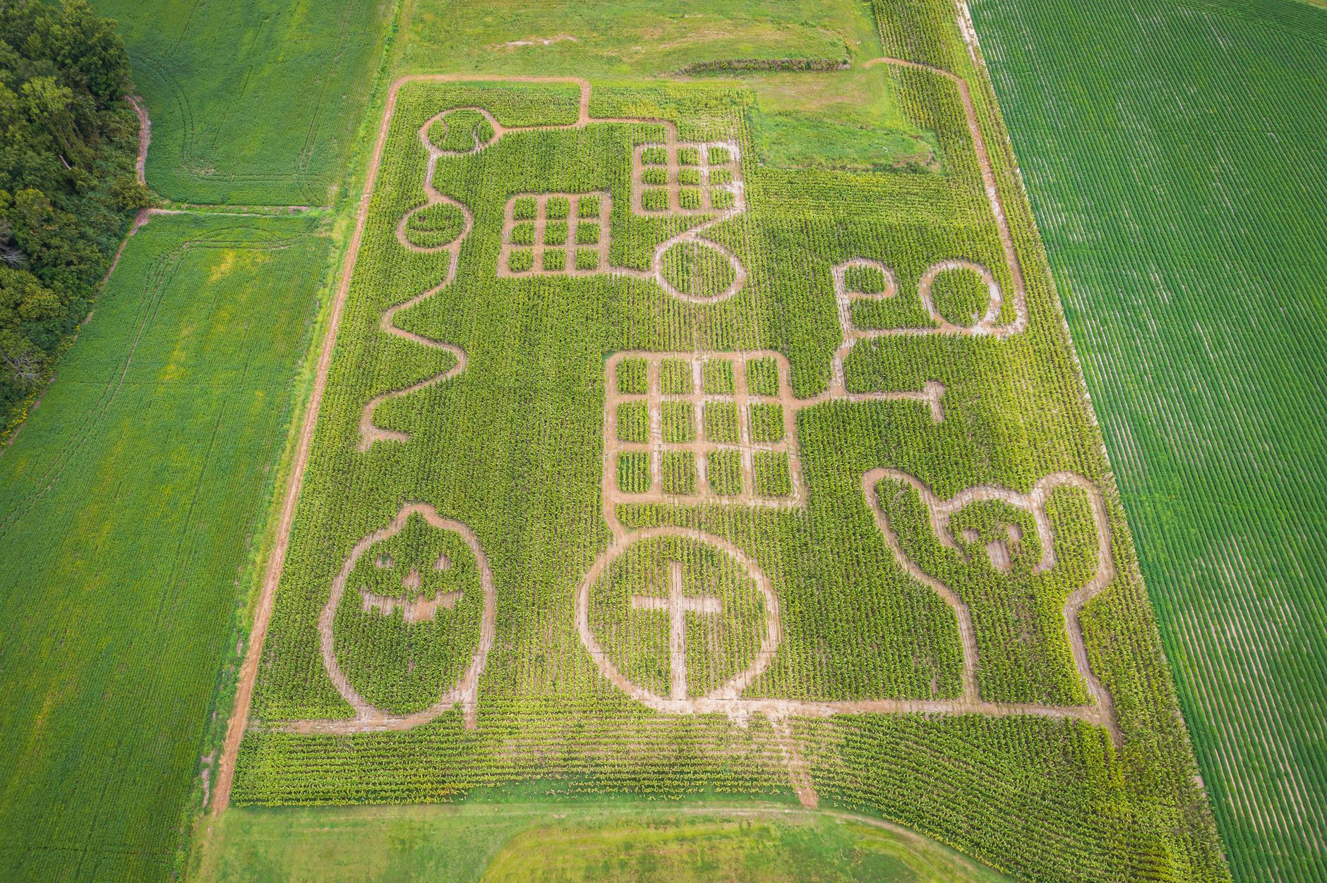 How big are corn mazes