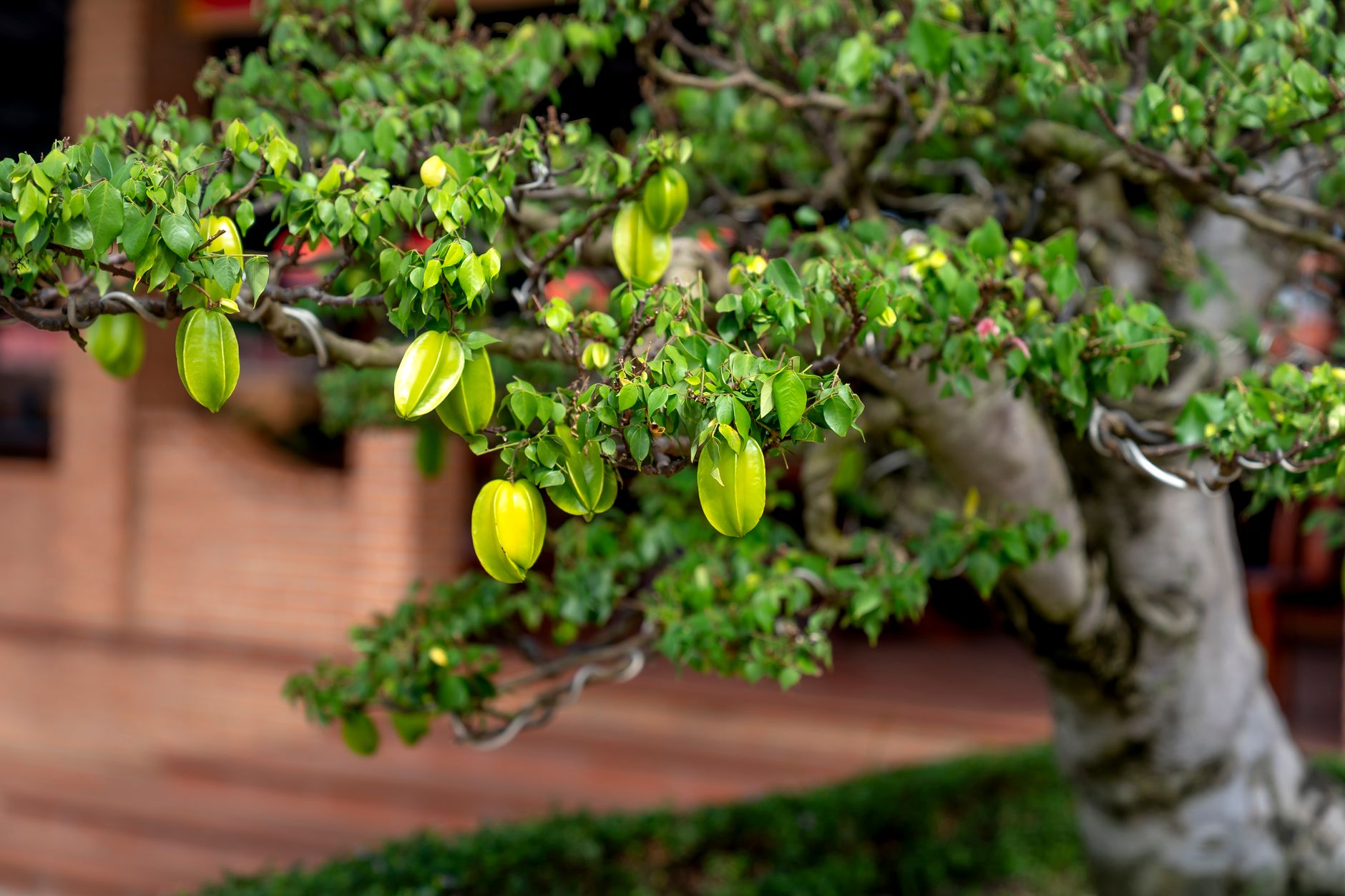 How big do dwarf fruit trees grow
