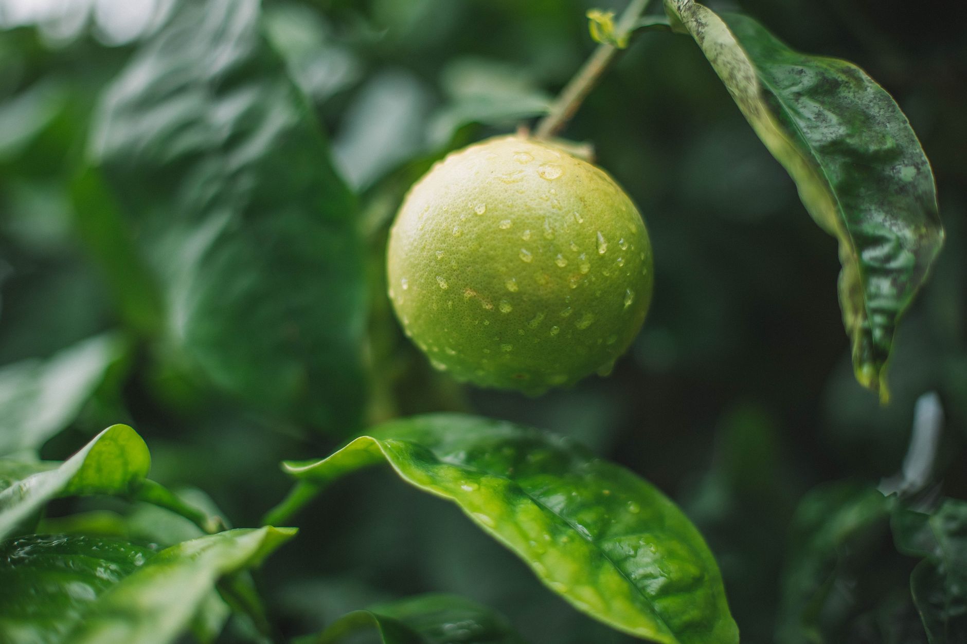 Round green key lime covered with drops of water hanging on tree branch with green leaves in garden on summer day