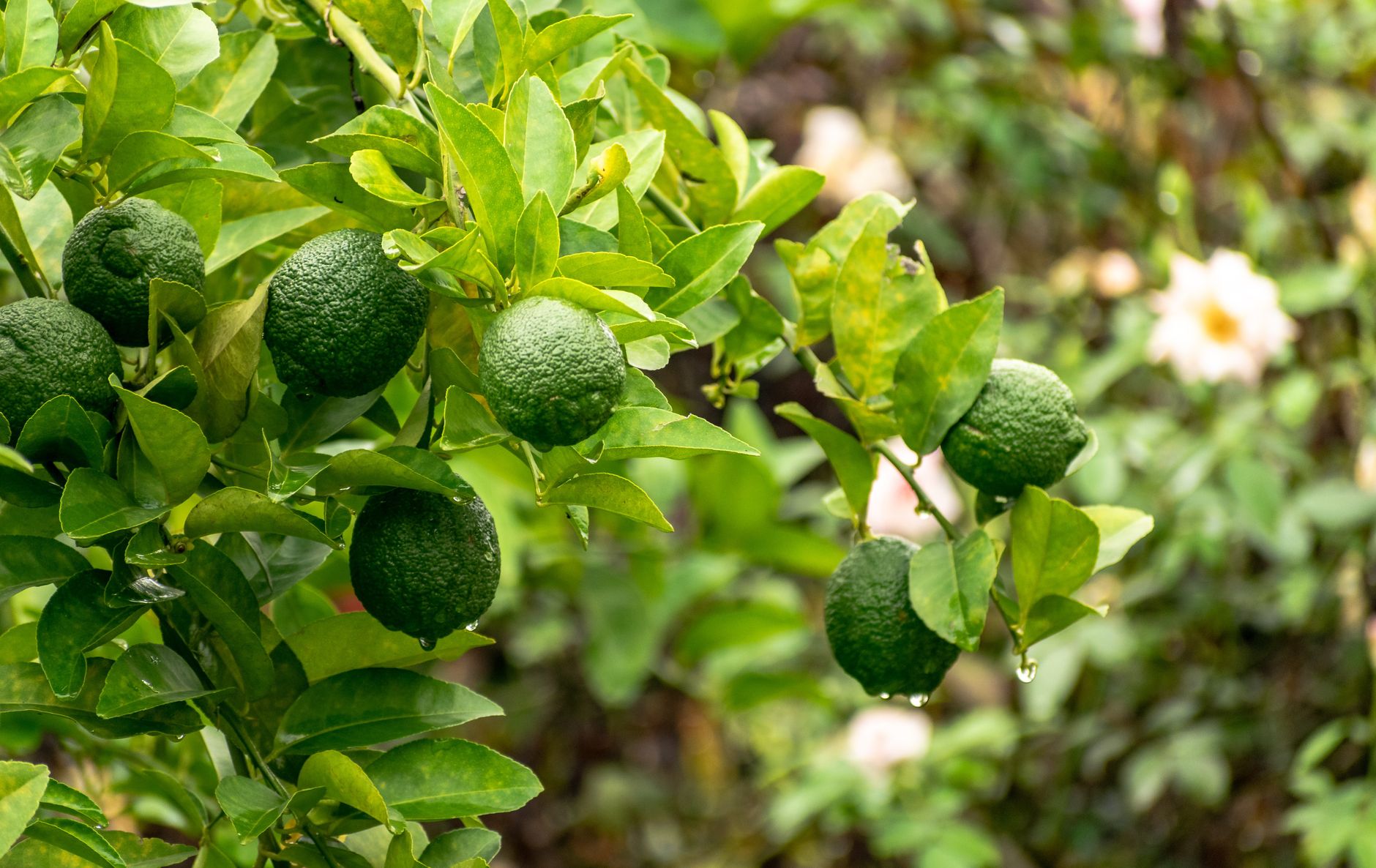 How big does a lime tree get