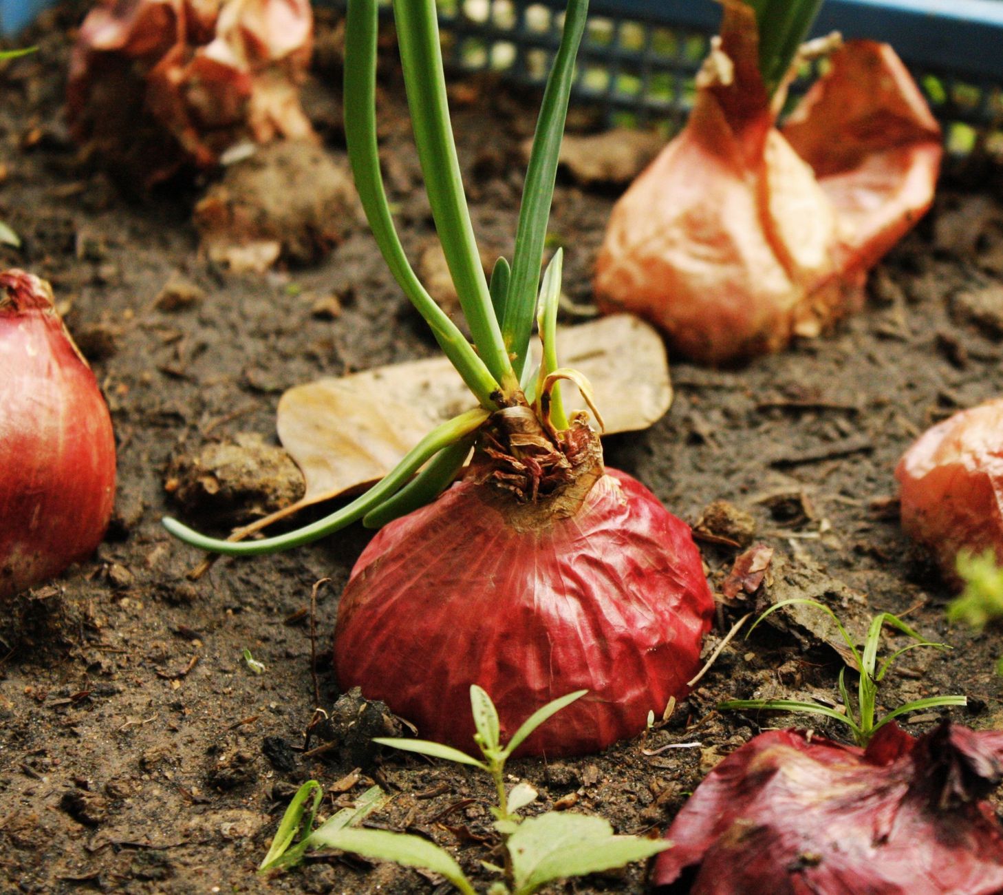 How do shallots grow