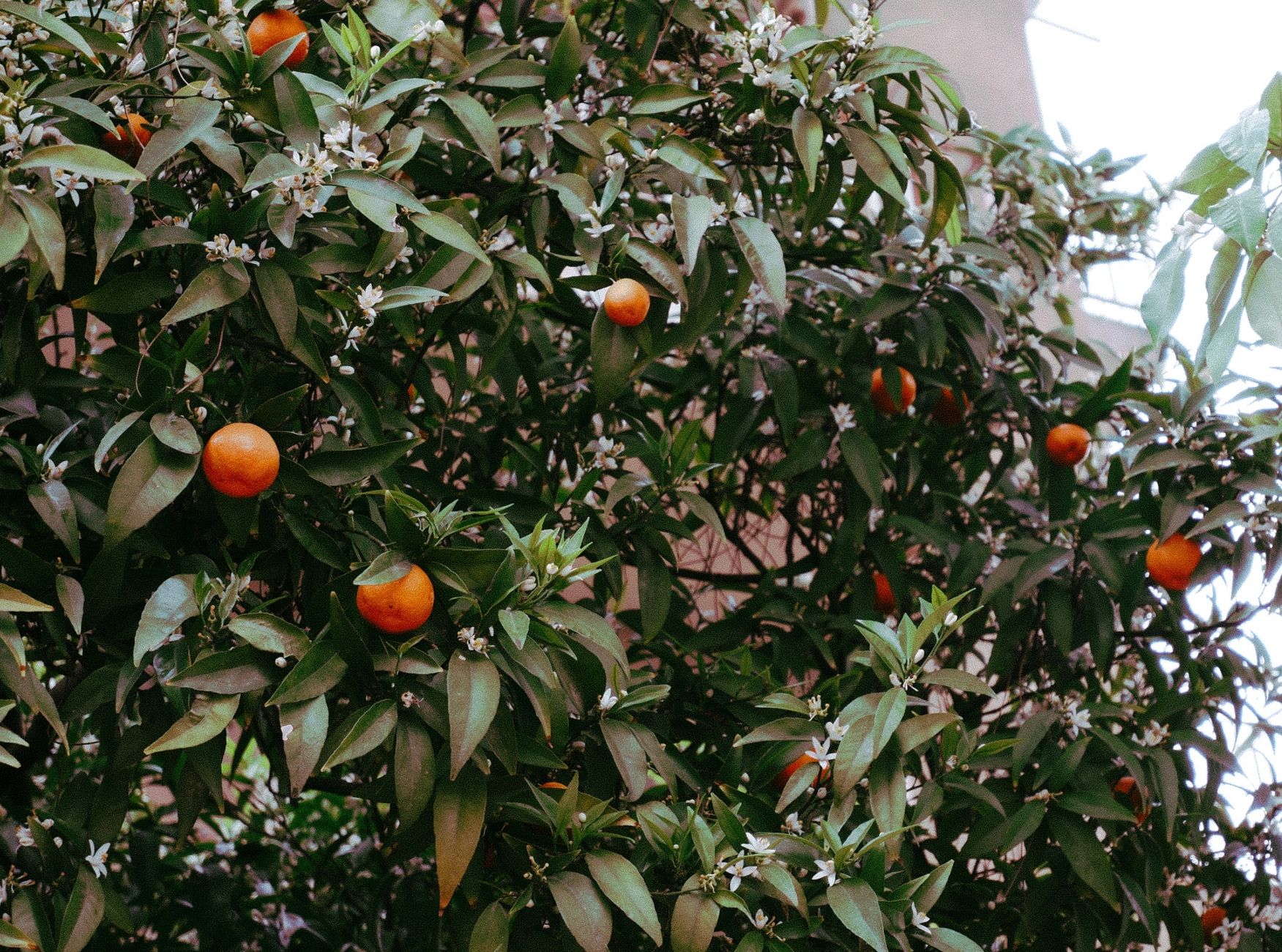 Lush orange tree full of ripe fruits and blossoms in a city garden setting. Vibrant and fresh scene.