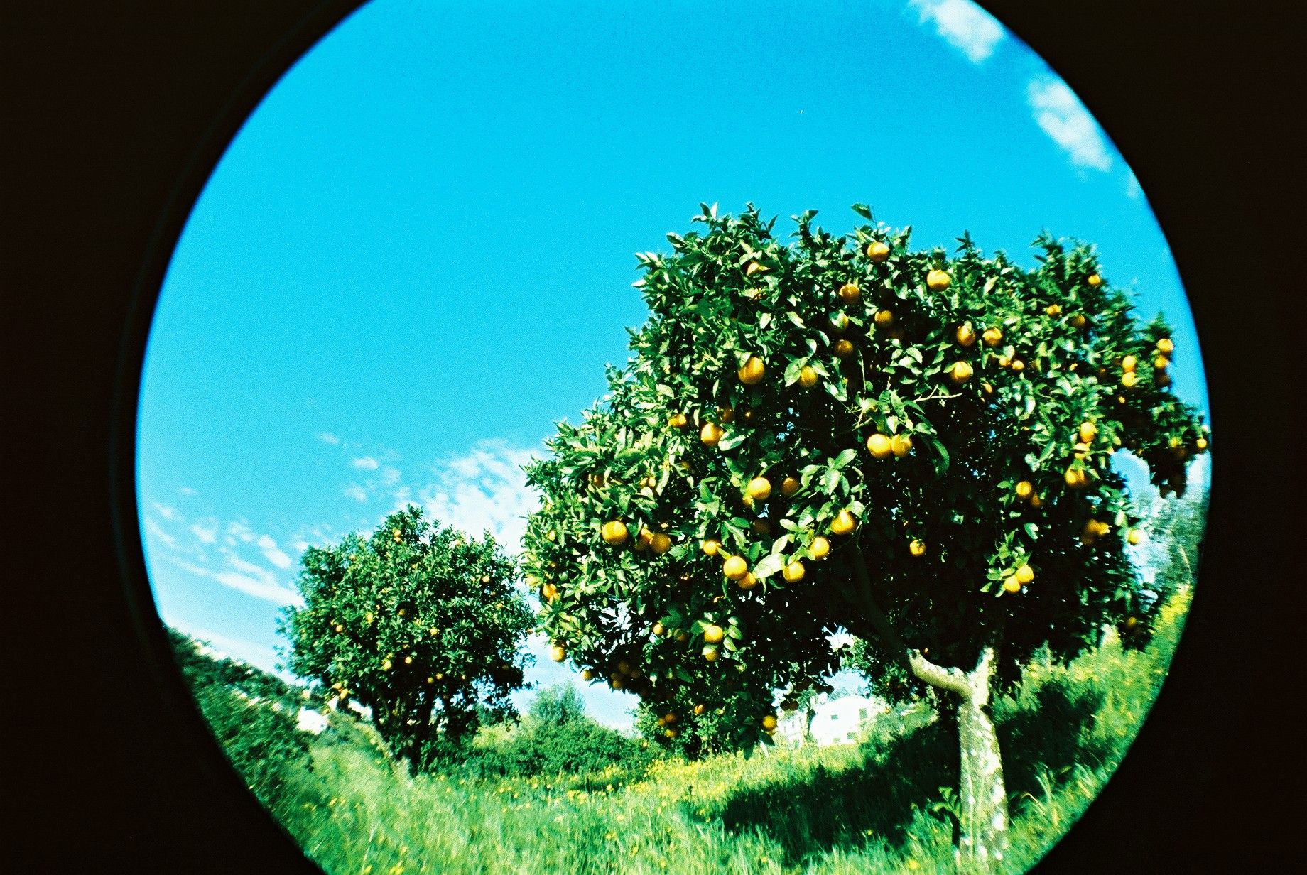 How long do citrus trees live