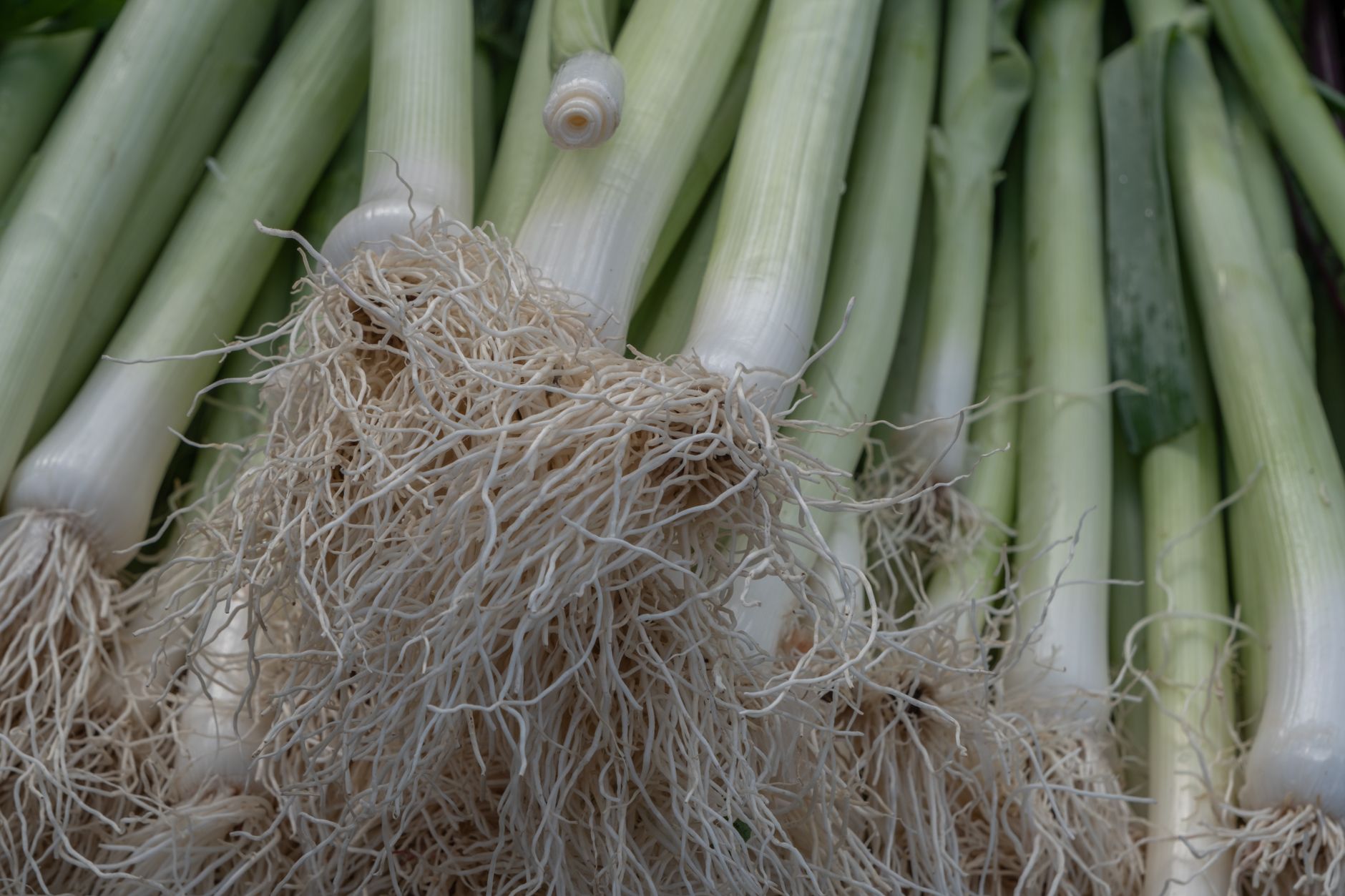 How long do leeks take to germinate