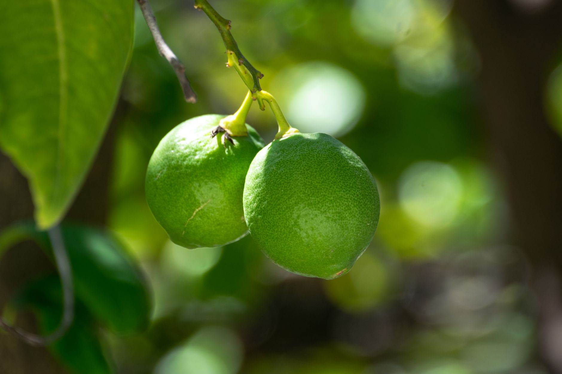 How long do lime trees live