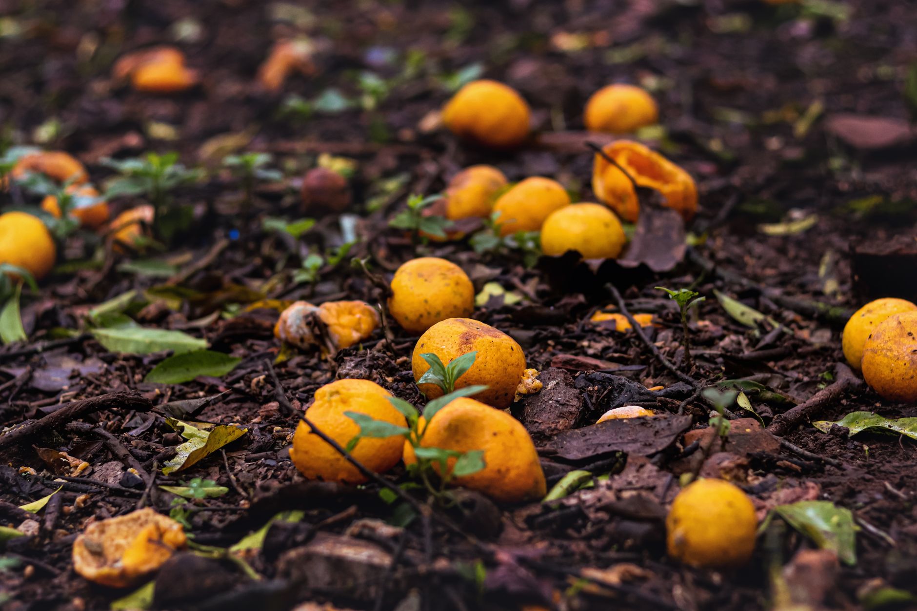 How long do orange trees last
