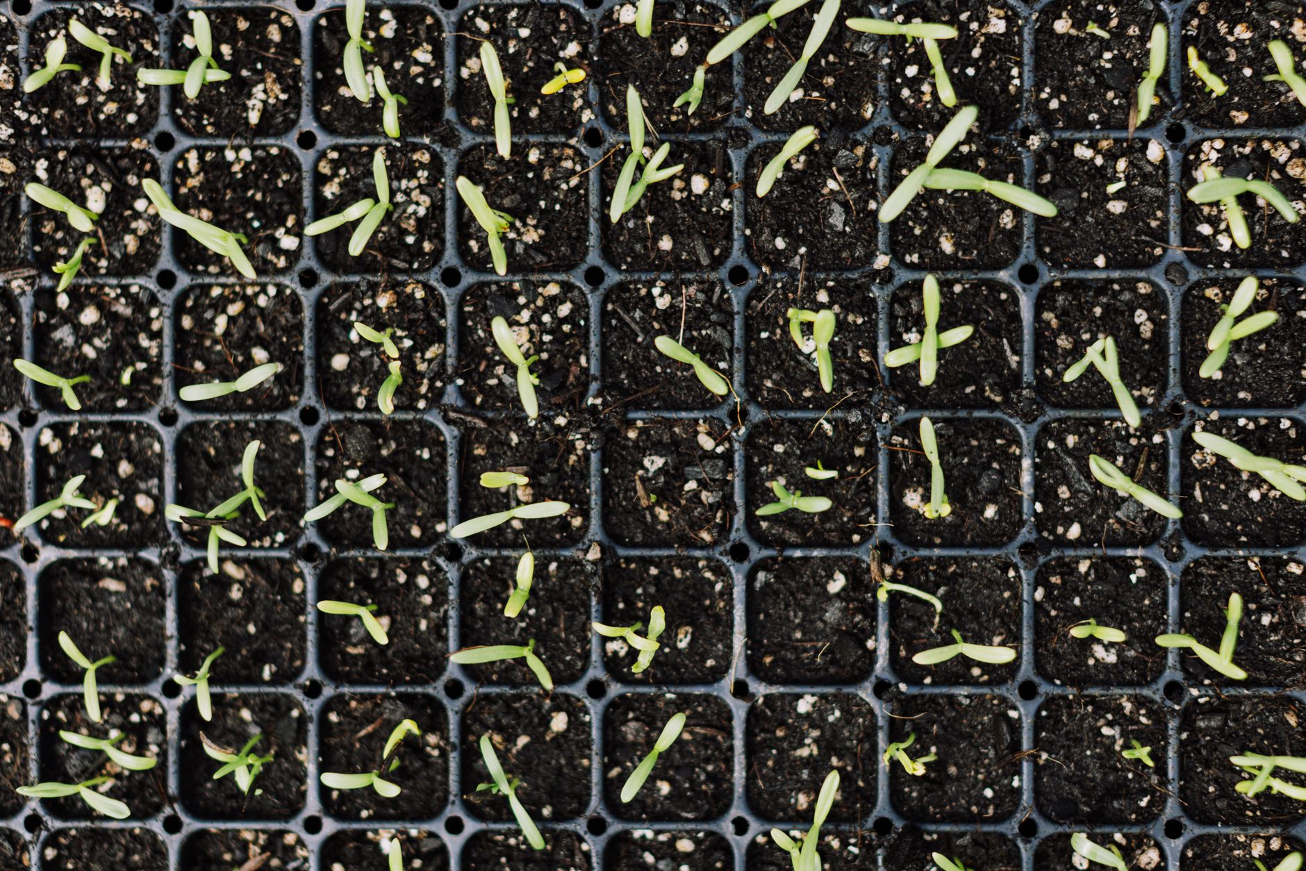 How long does garlic take to germinate