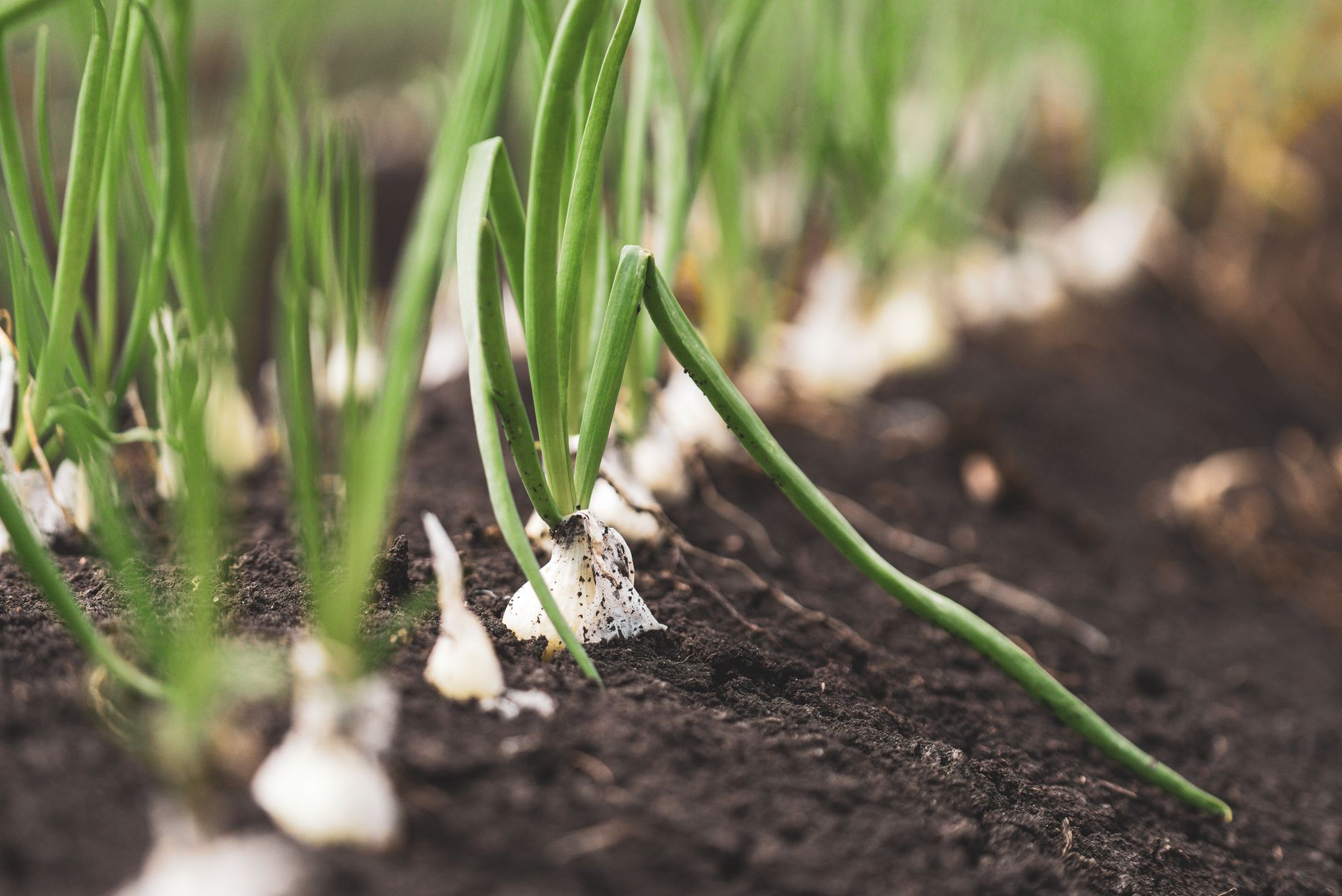 How long does it take to grow green onions