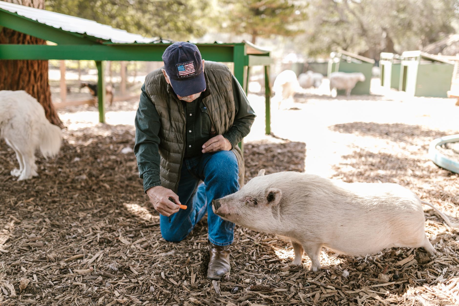 How long is animal farm