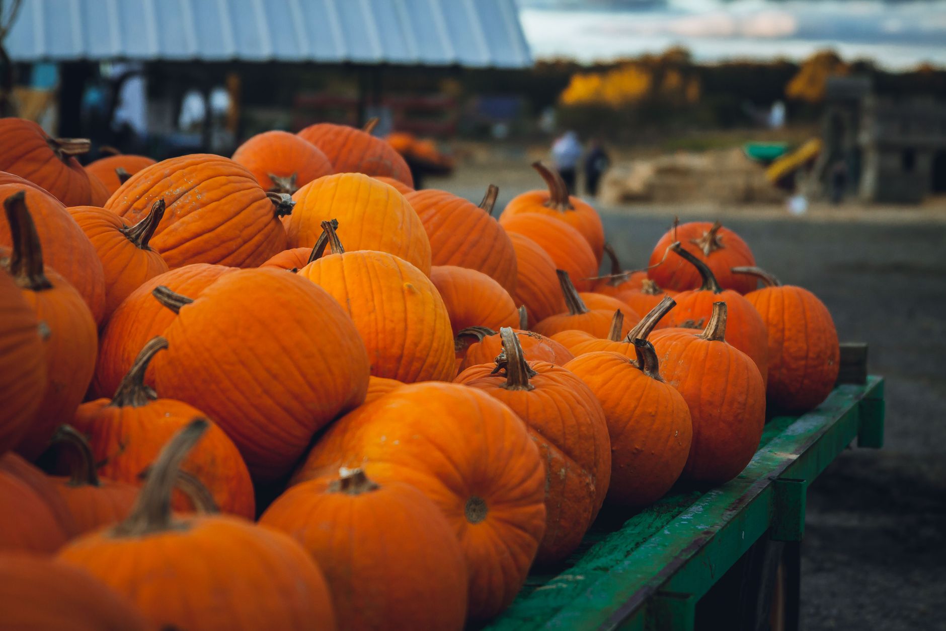How much is the pumpkin patch