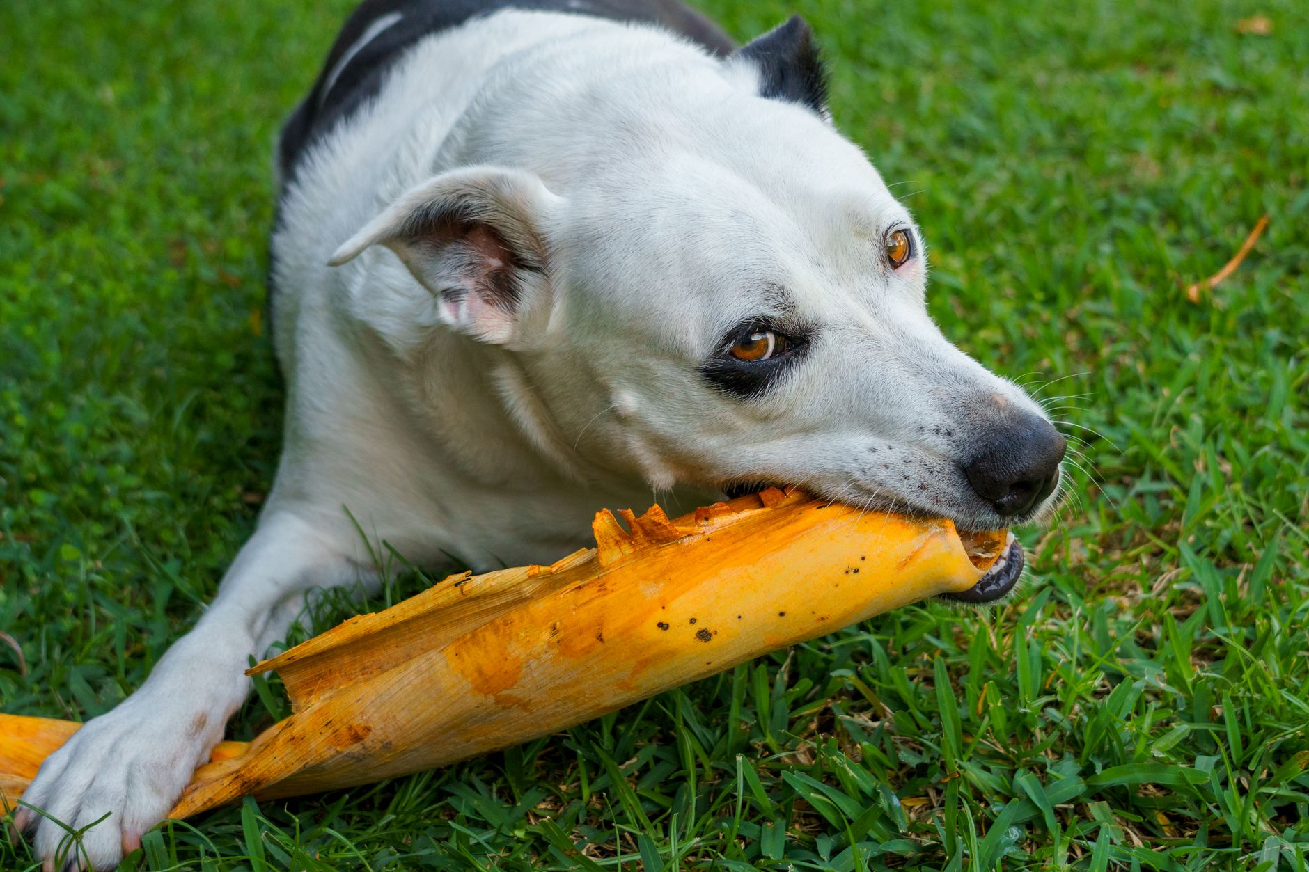 How much onions is toxic to dogs