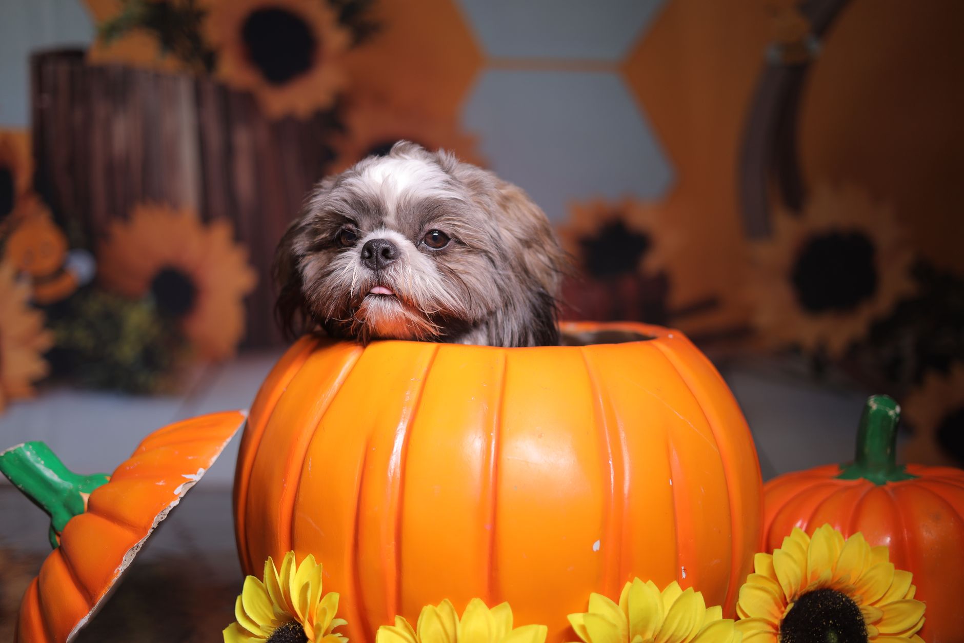 How to breed pumpkin patch