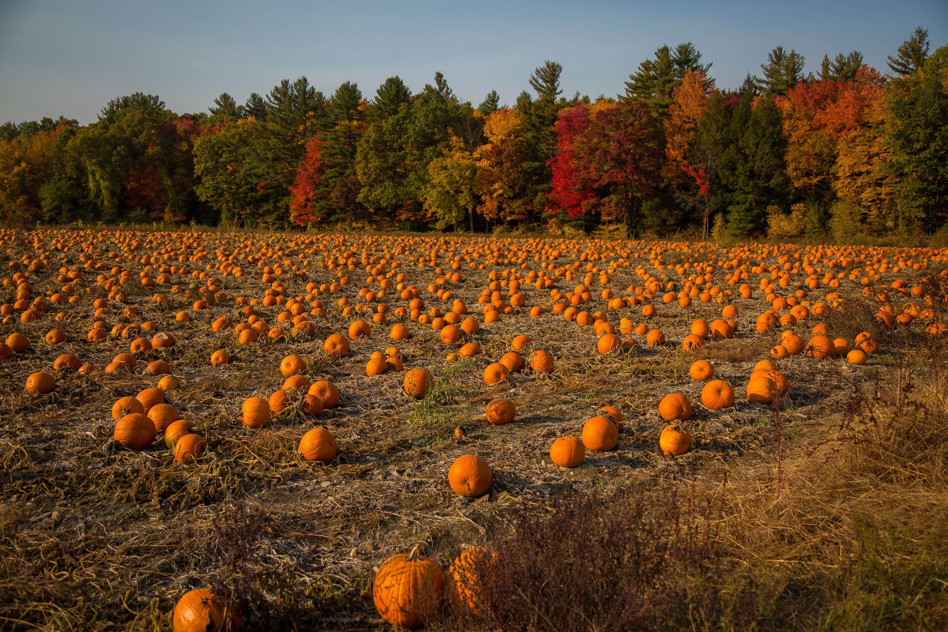 How to draw a pumpkin patch