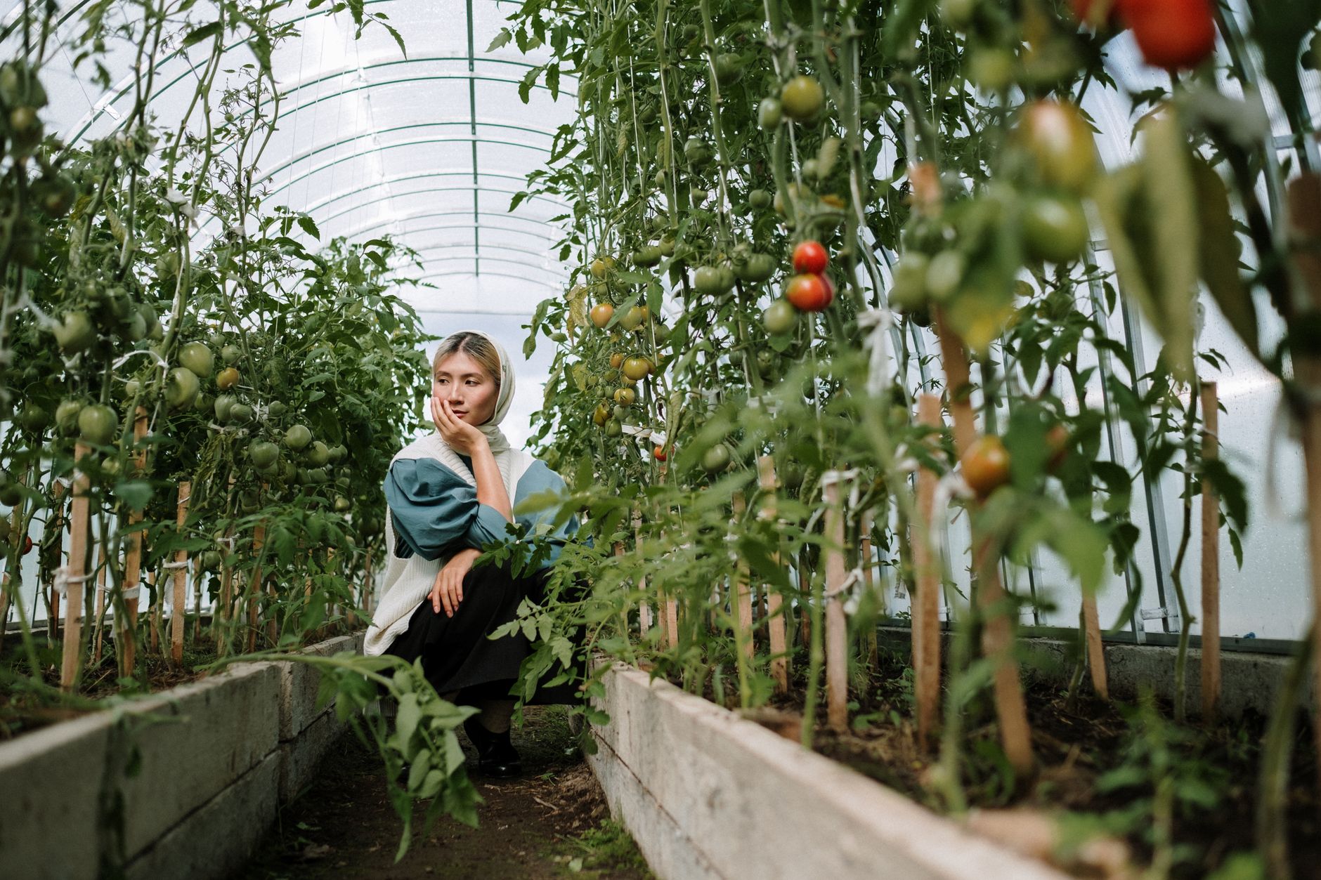 How to farm in grow a garden
