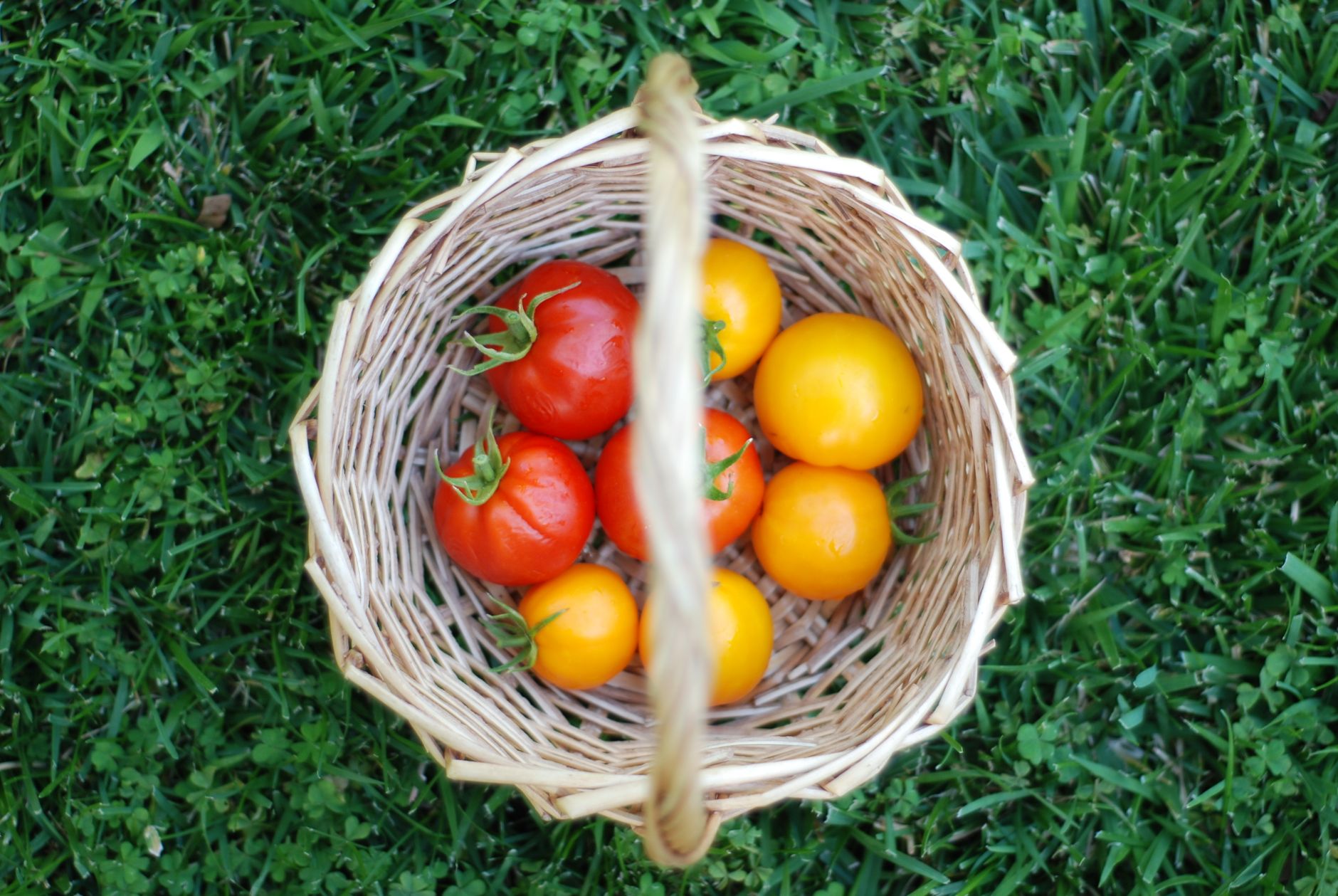 Top view of fresh red and yellow tomatoes in a wicker basket on green grass.
