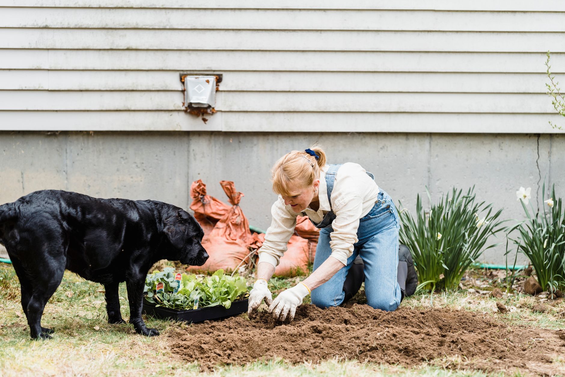 How to plant companion plants