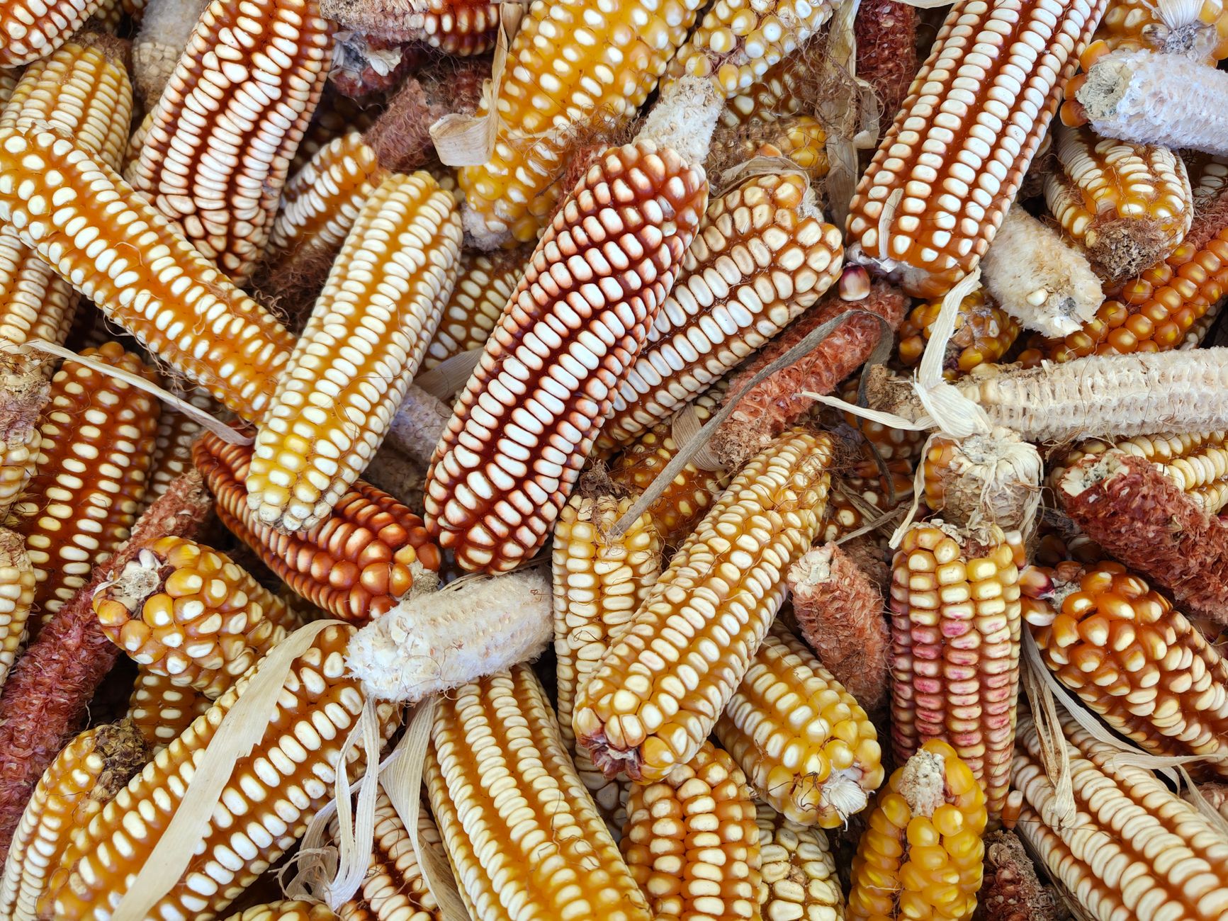 Is maze a type of corn