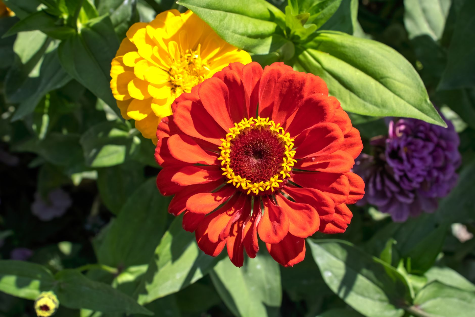 What is the best companion plant for tomatoes