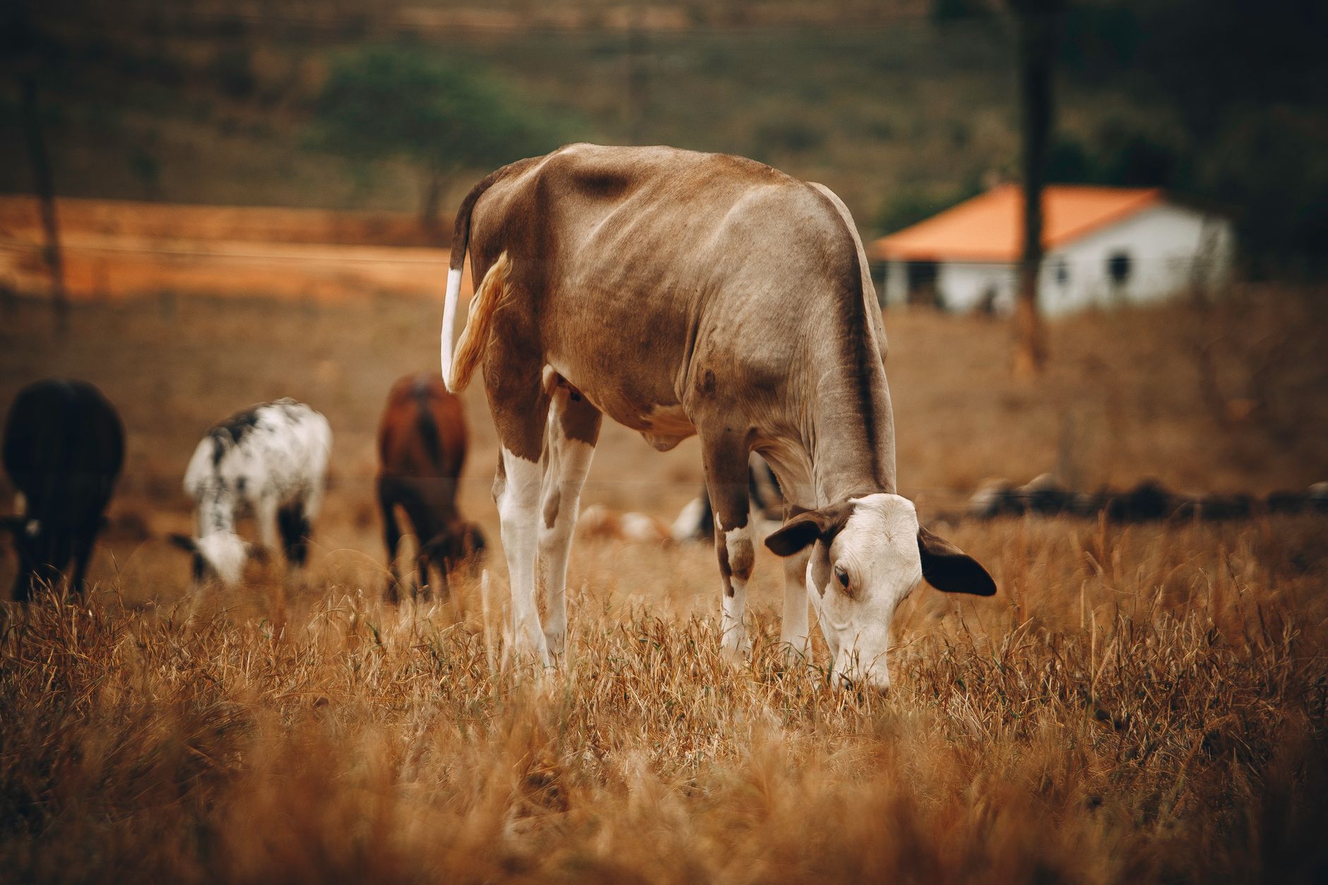 What to do on a farm