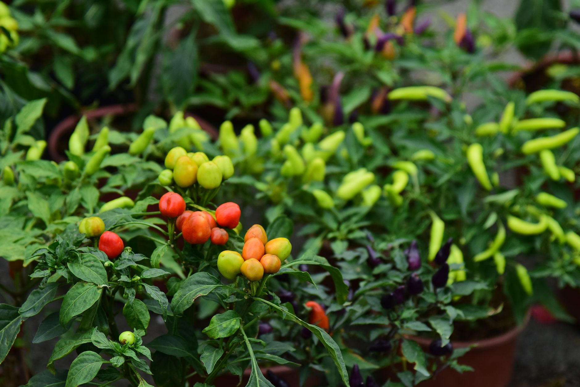 What to plant with peppers companion