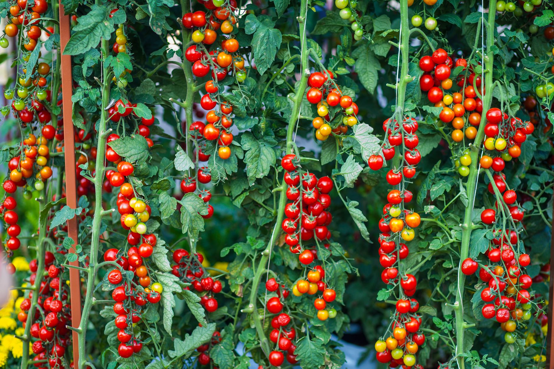 What to plant with tomatoes companion