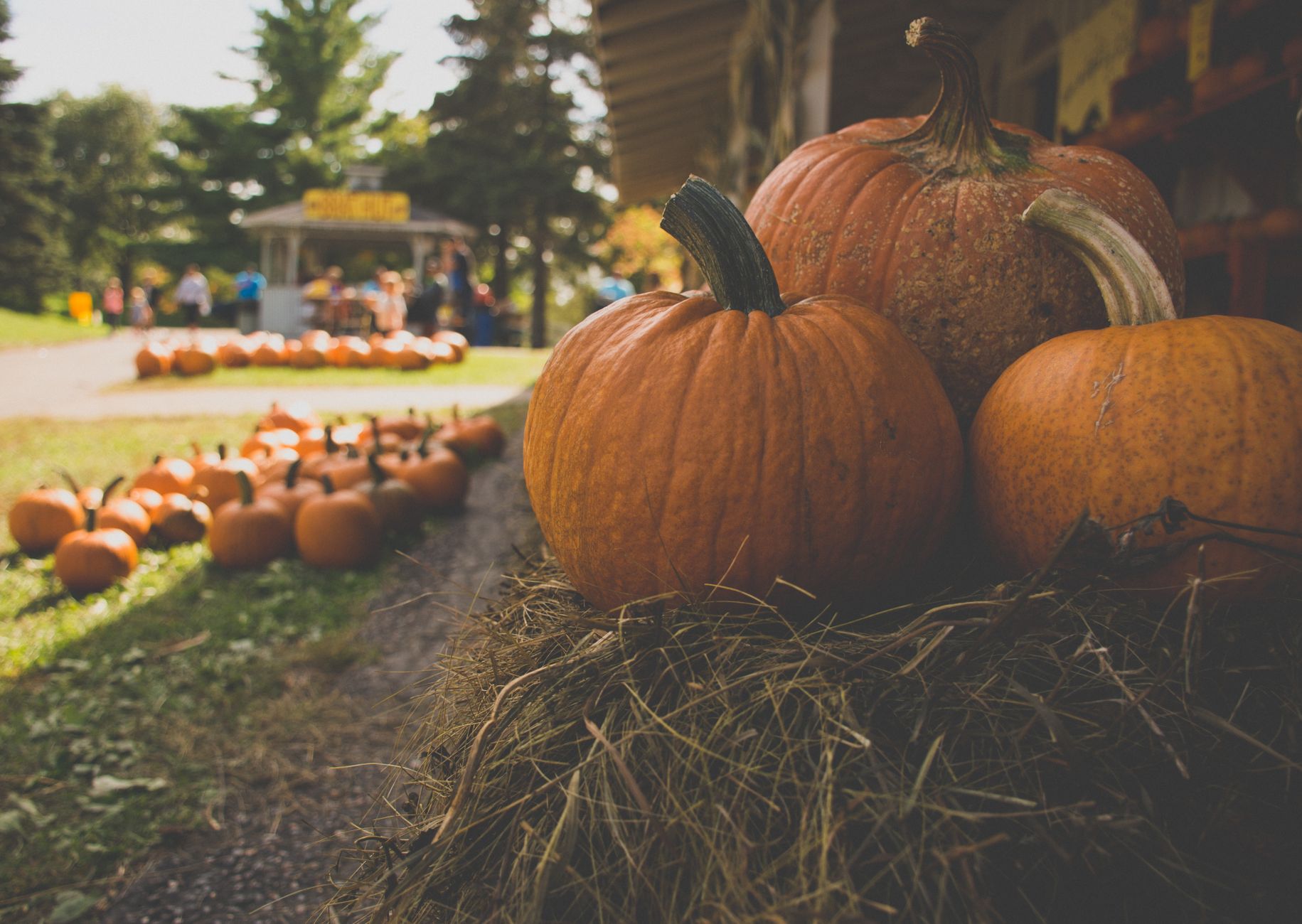 When should you plant pumpkins in michigan