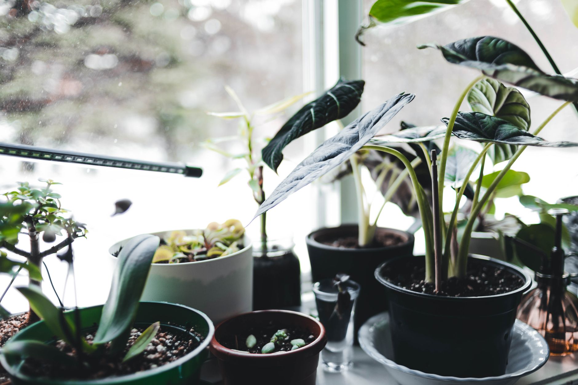 When to bring plants indoors