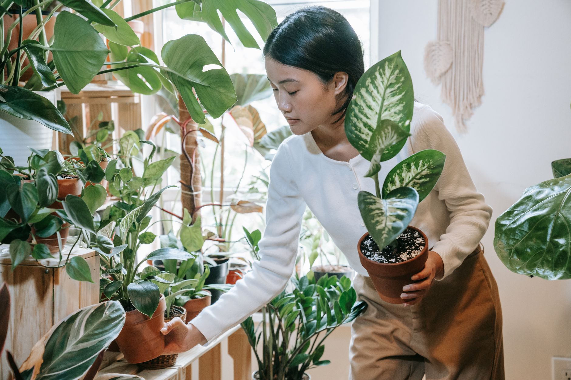 When to bring plants inside
